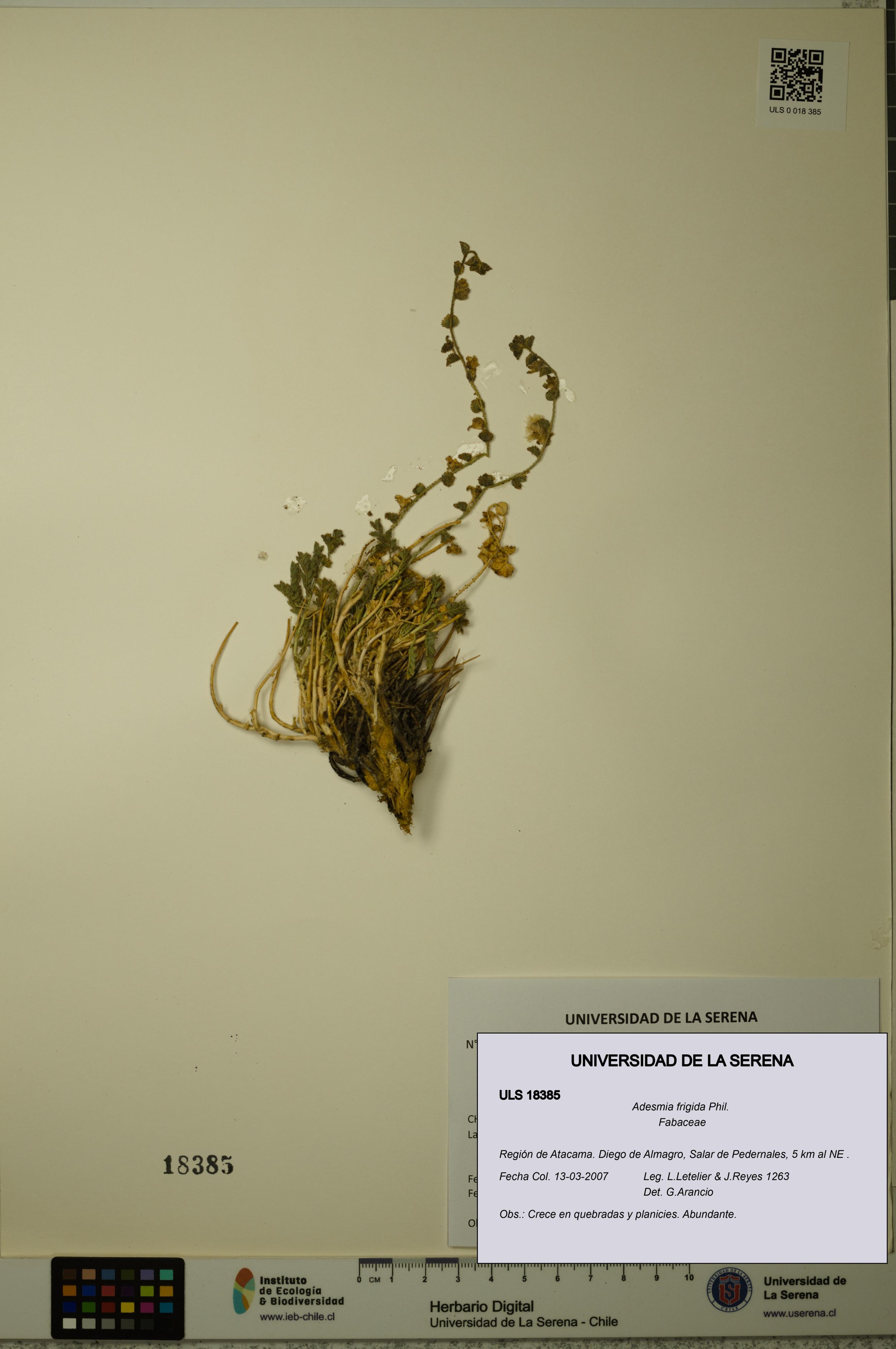 Adesmia frigida [Espécimen: ]
