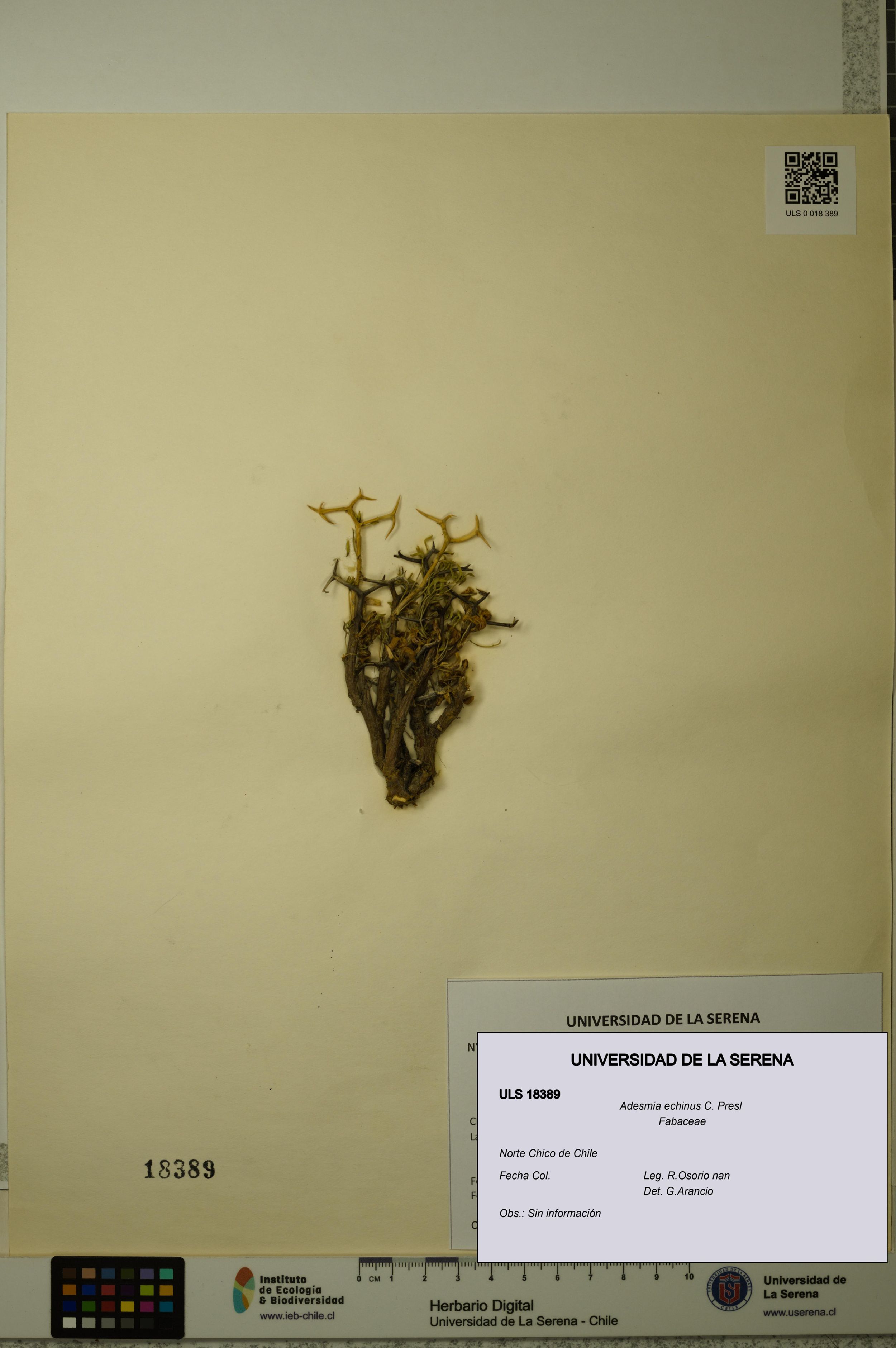 Adesmia echinus [Espécimen: ]