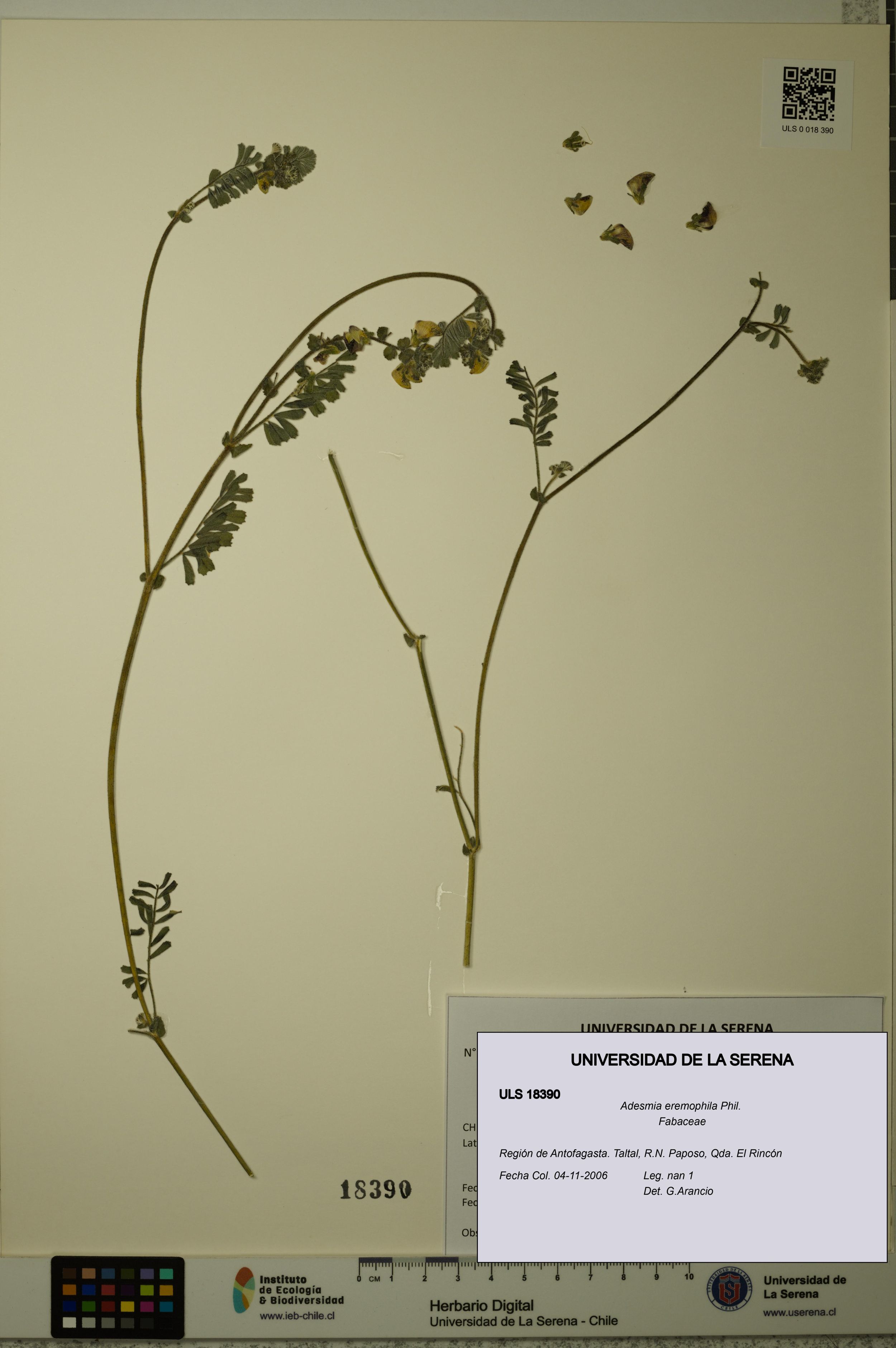 Adesmia eremophila [Espécimen: ]