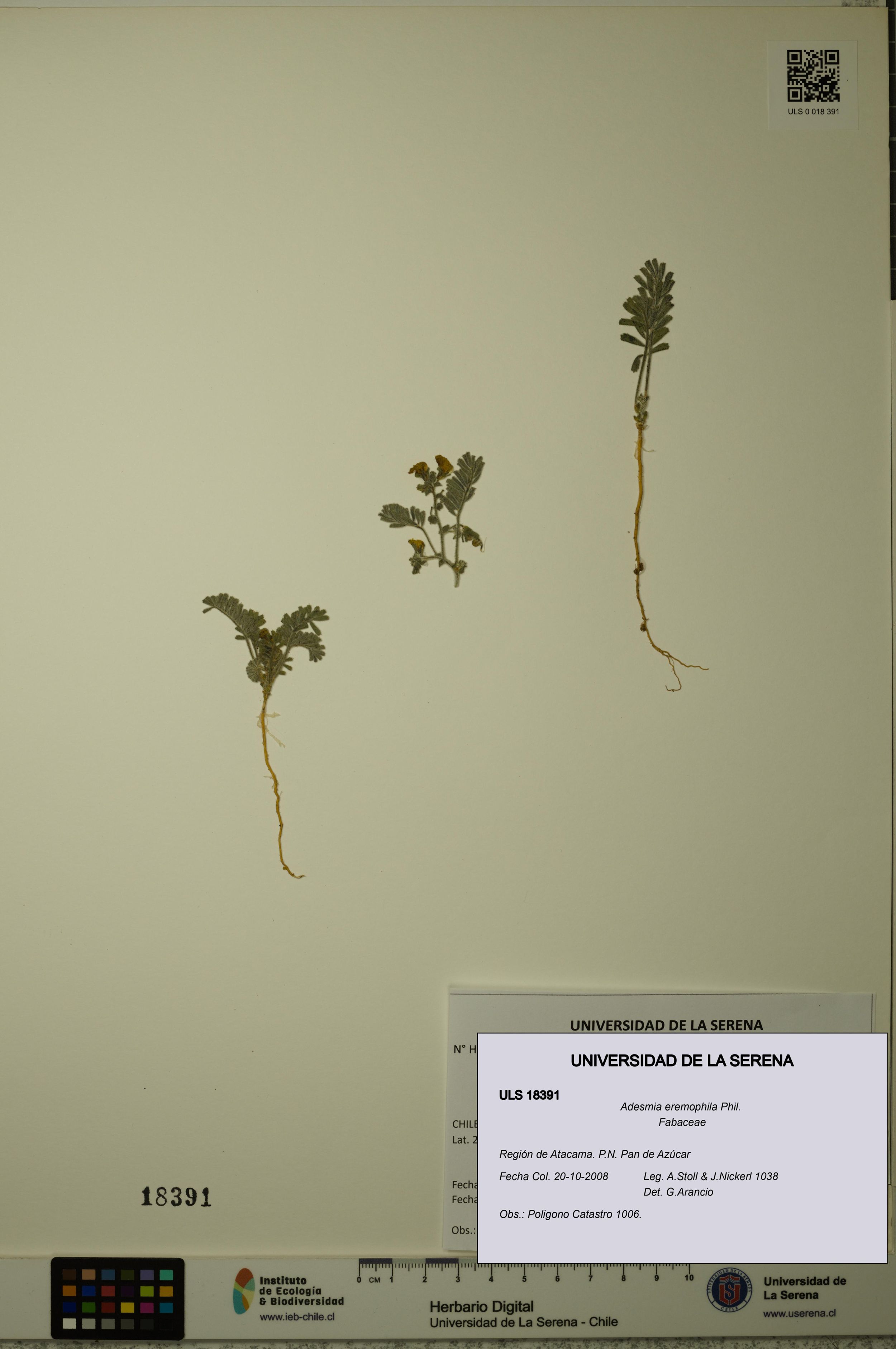 Adesmia eremophila [Espécimen: ]