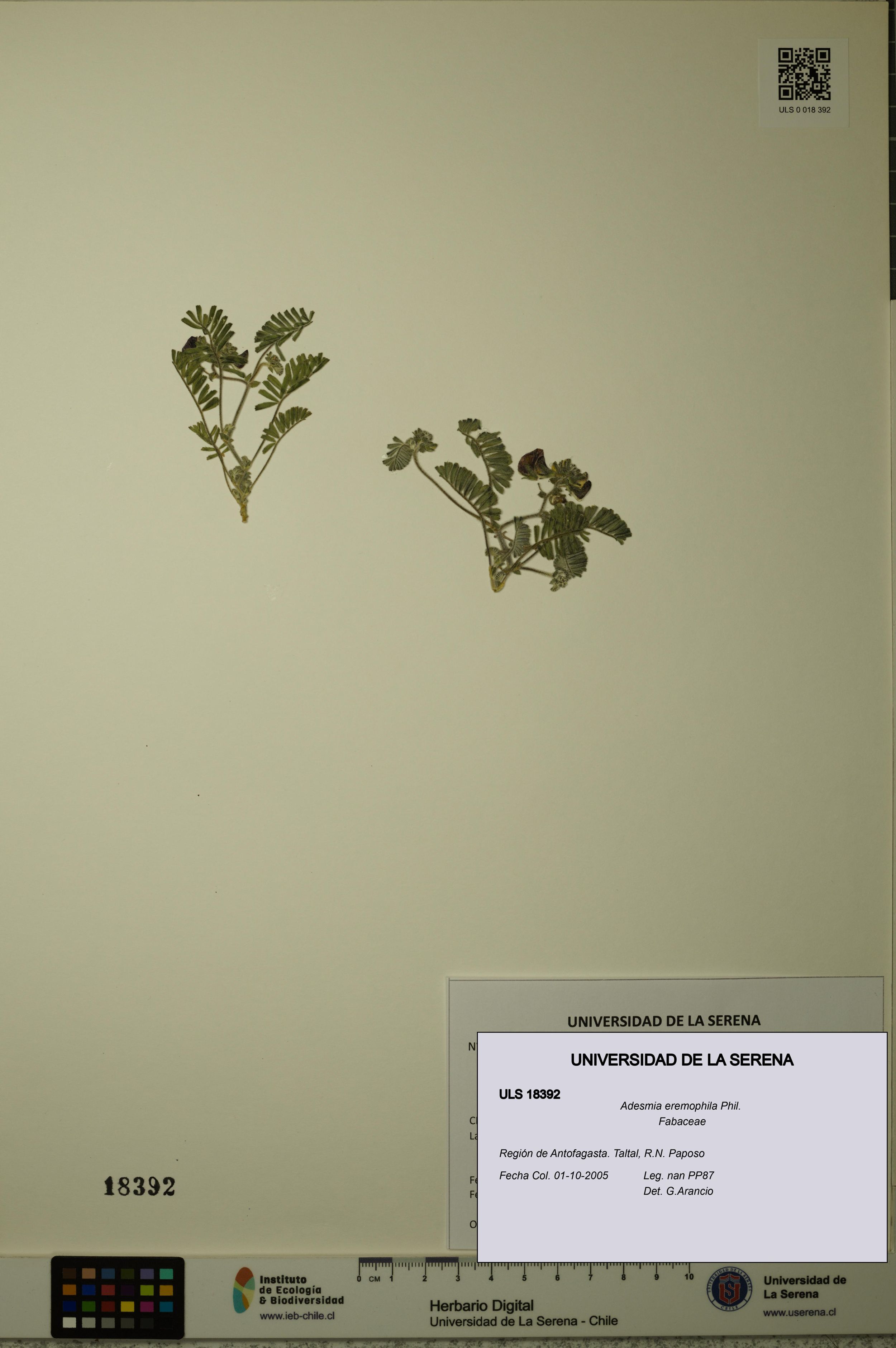 Adesmia eremophila [Espécimen: ]