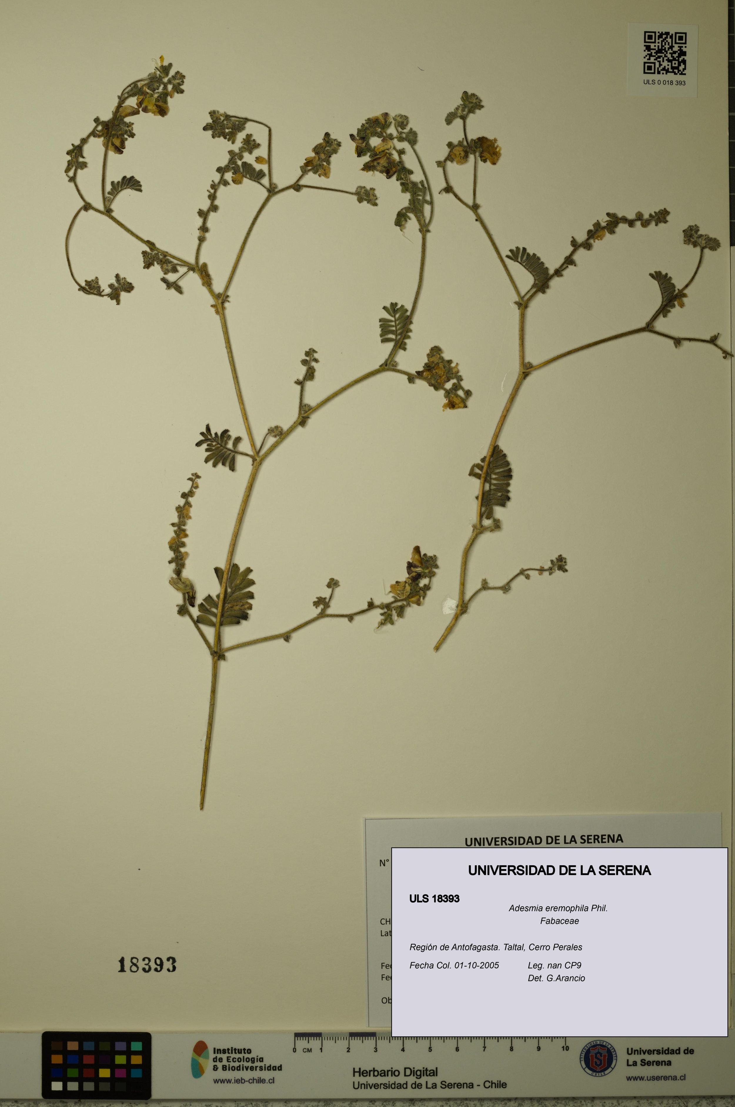 Adesmia eremophila [Espécimen: ]