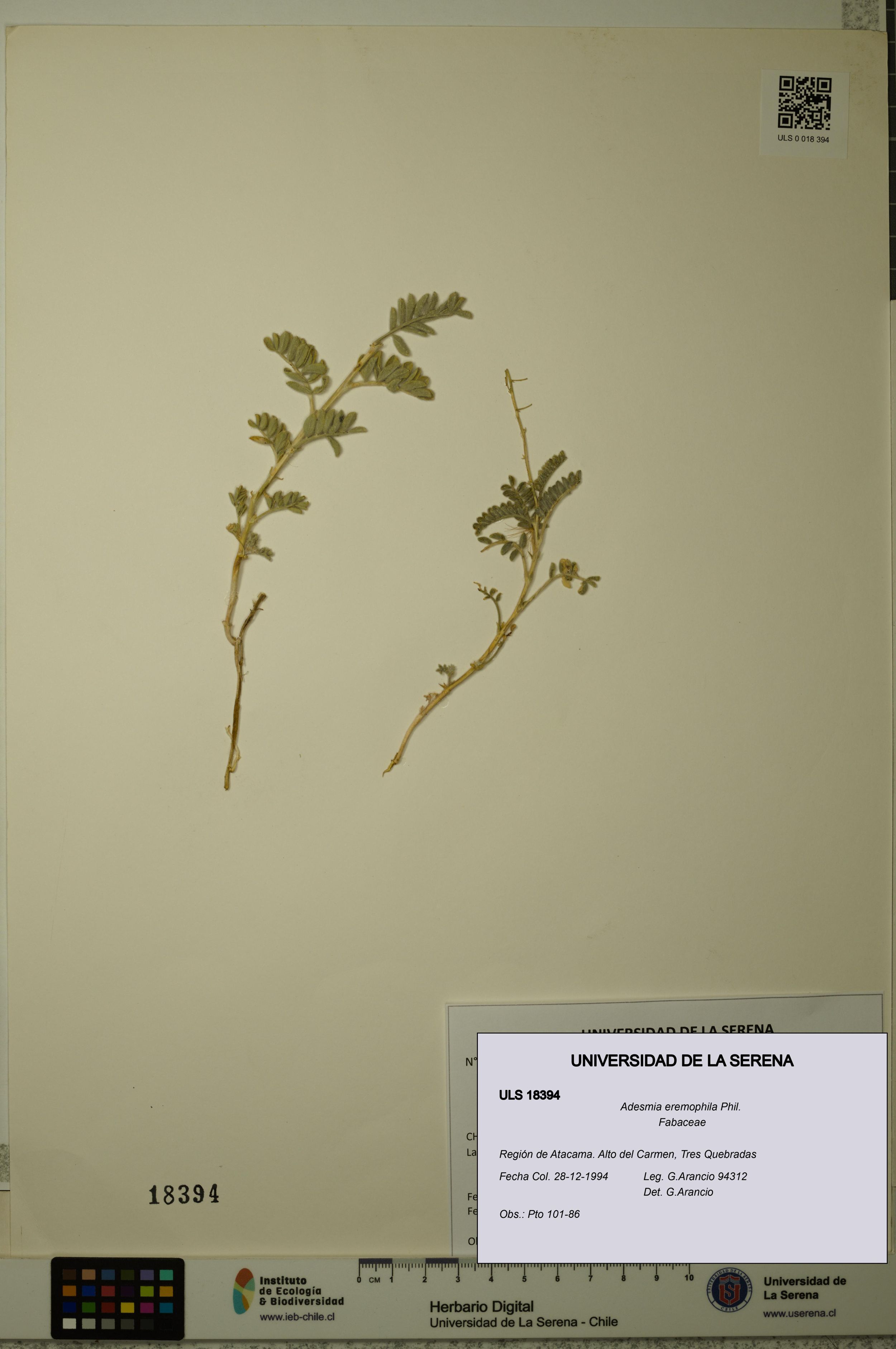 Adesmia eremophila [Espécimen: ]