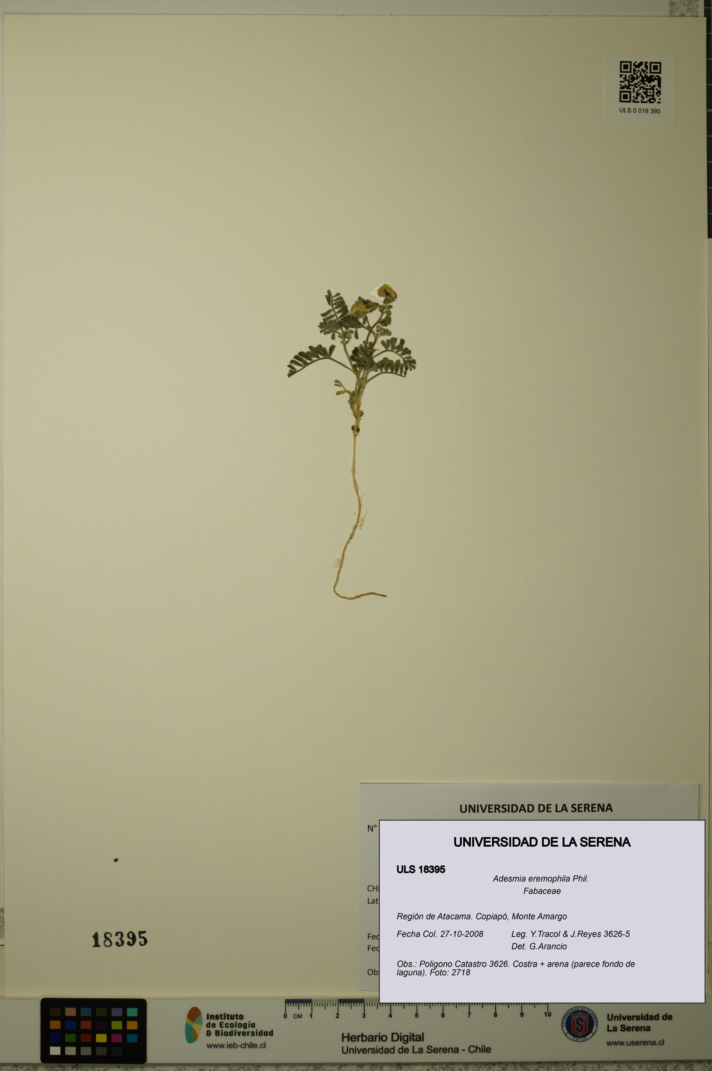 Adesmia eremophila [Espécimen: ]