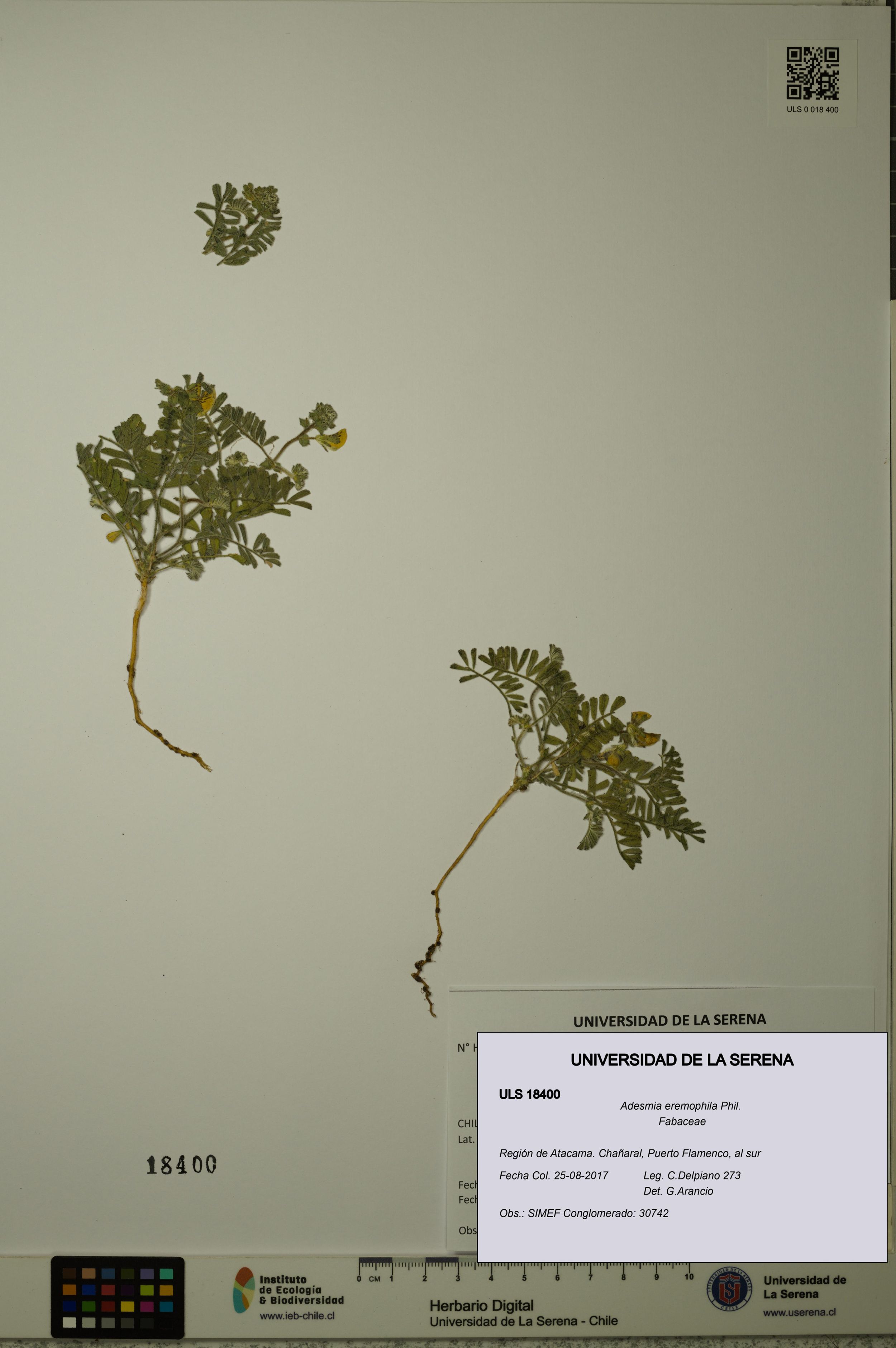 Adesmia eremophila [Espécimen: ]