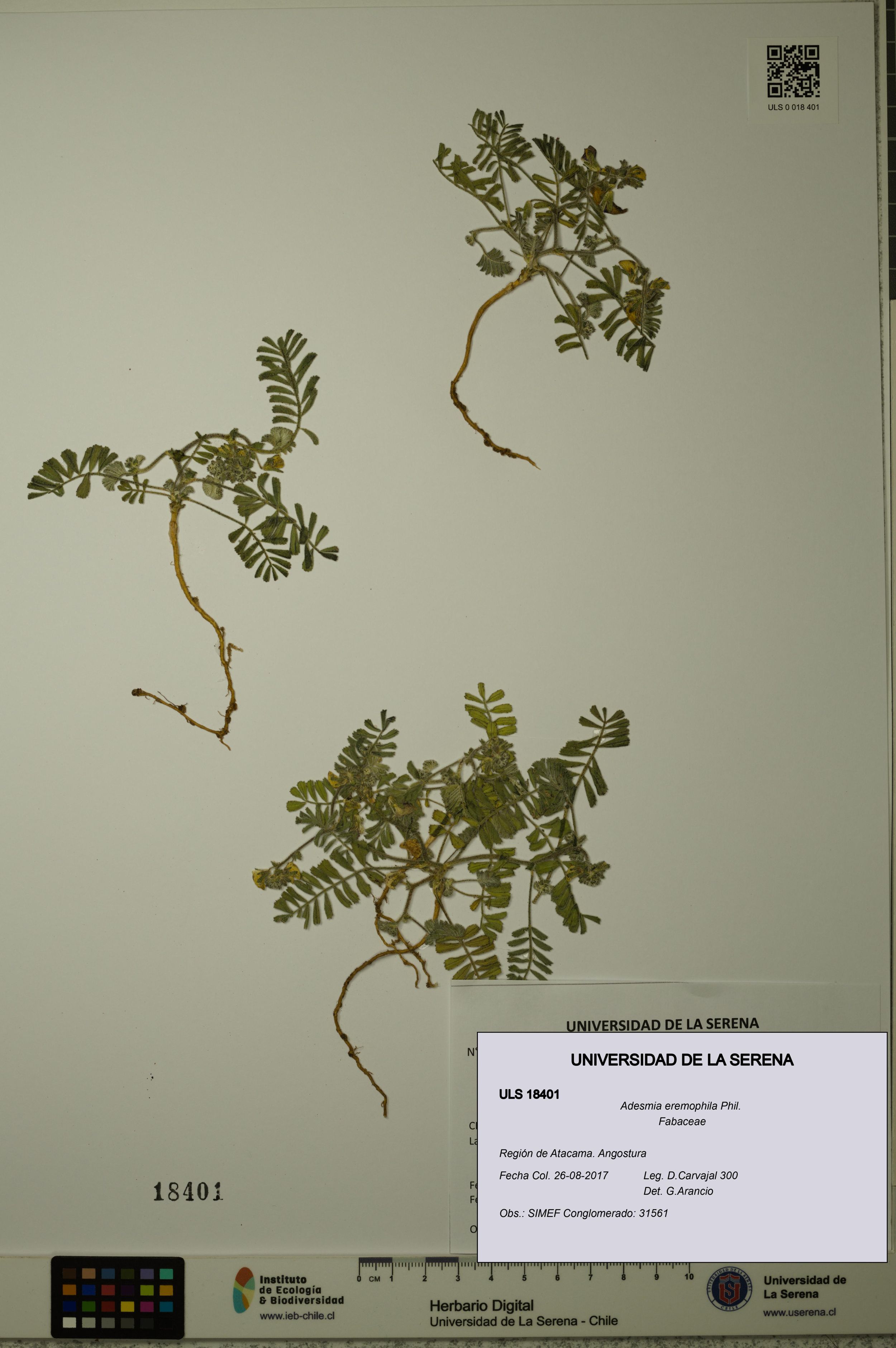 Adesmia eremophila [Espécimen: ]