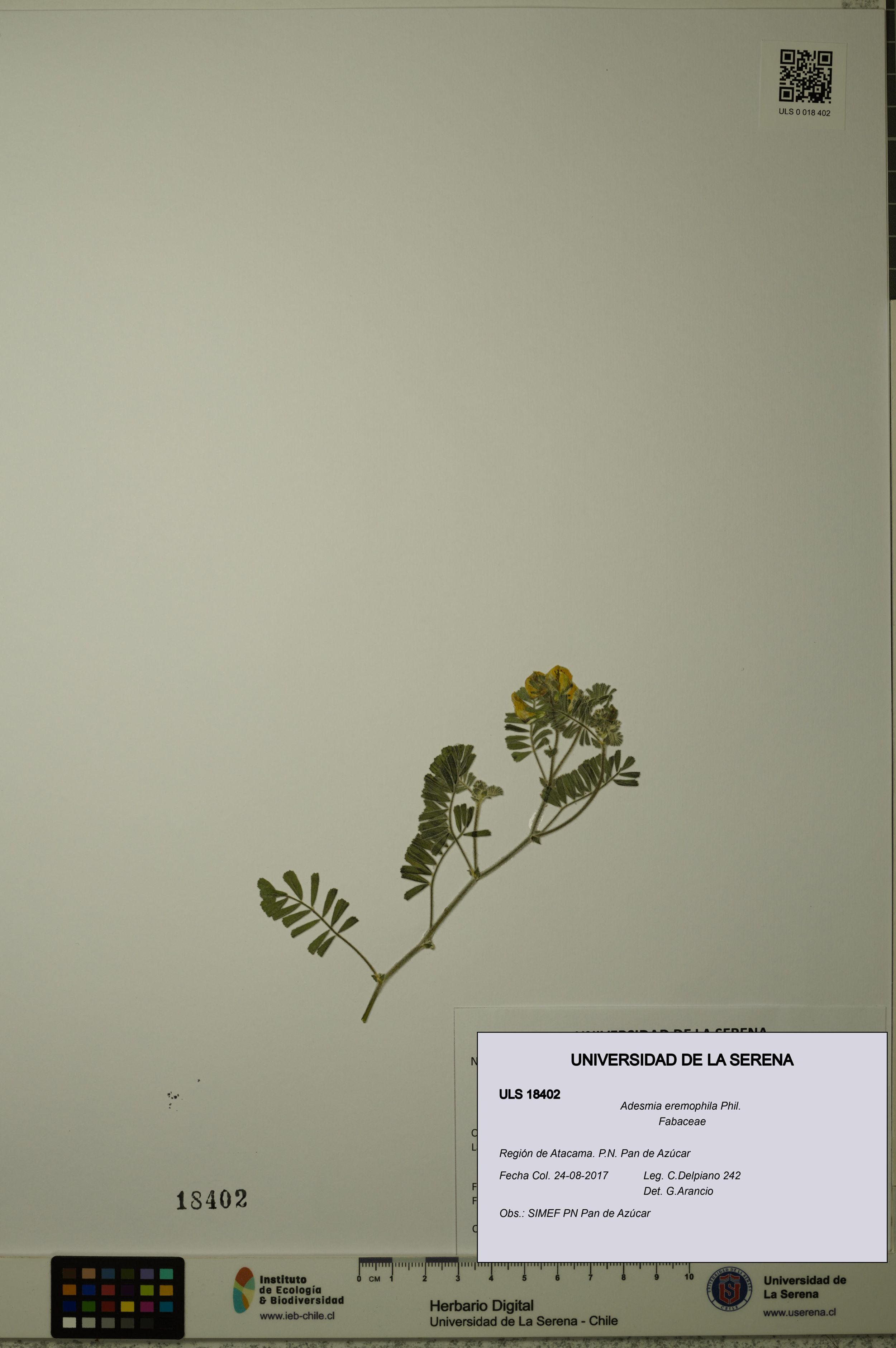 Adesmia eremophila [Espécimen: ]