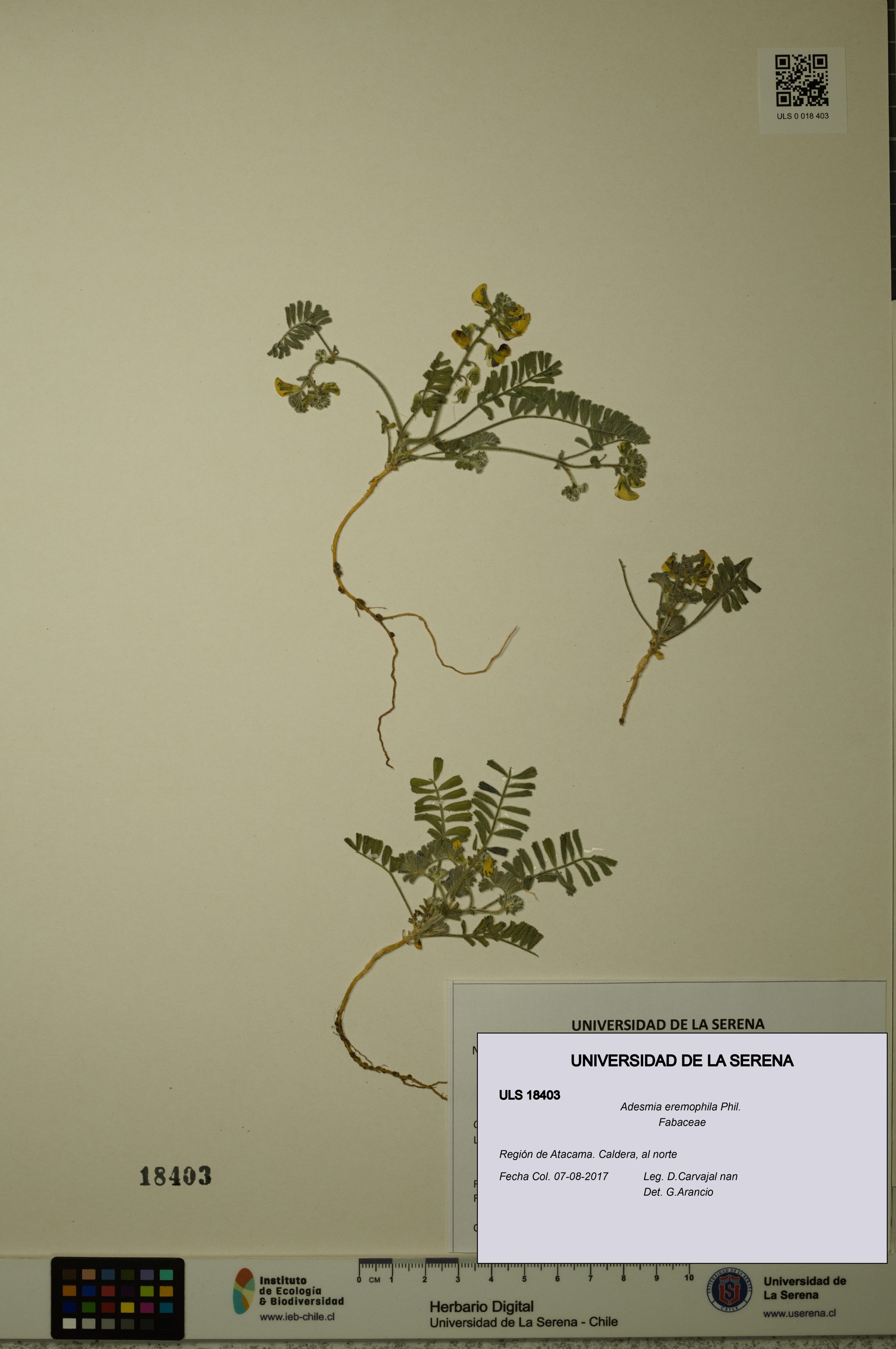 Adesmia eremophila [Espécimen: ]
