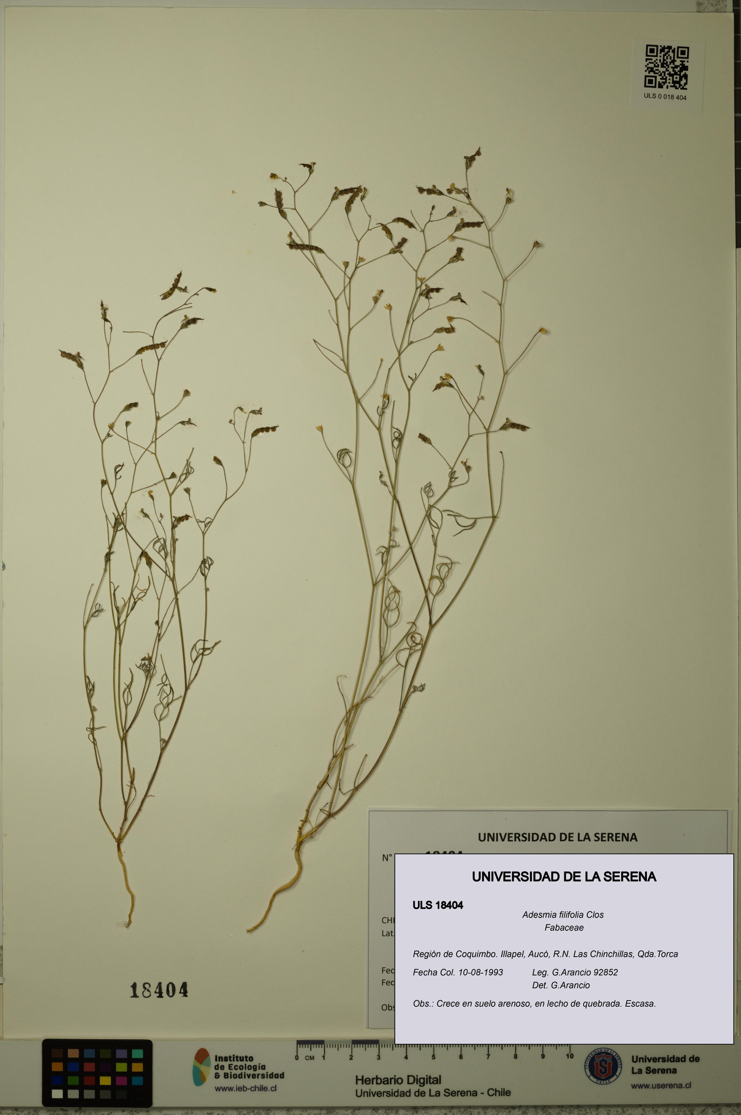 Adesmia filifolia [Espécimen: ]