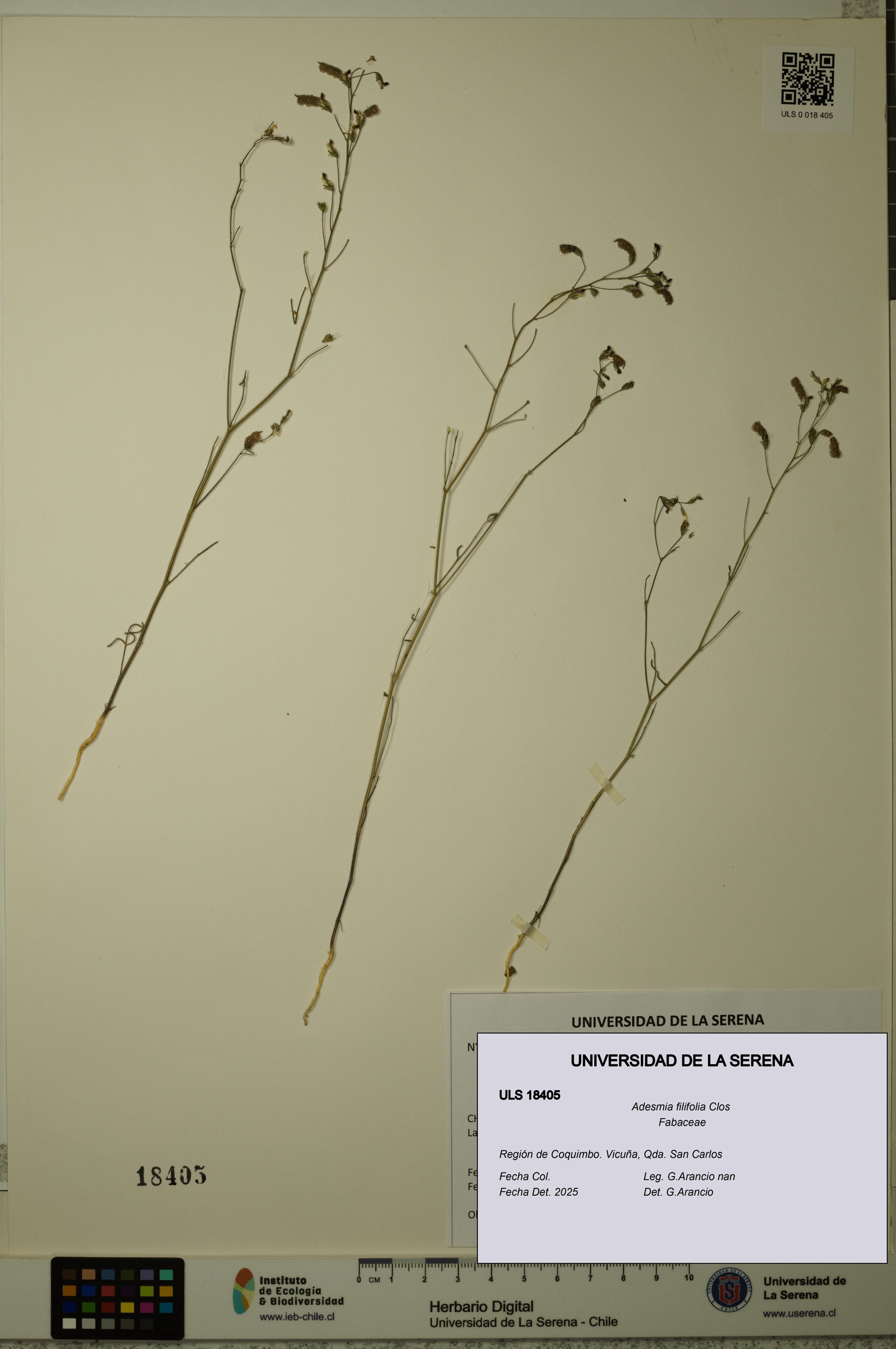 Adesmia filifolia [Espécimen: ]