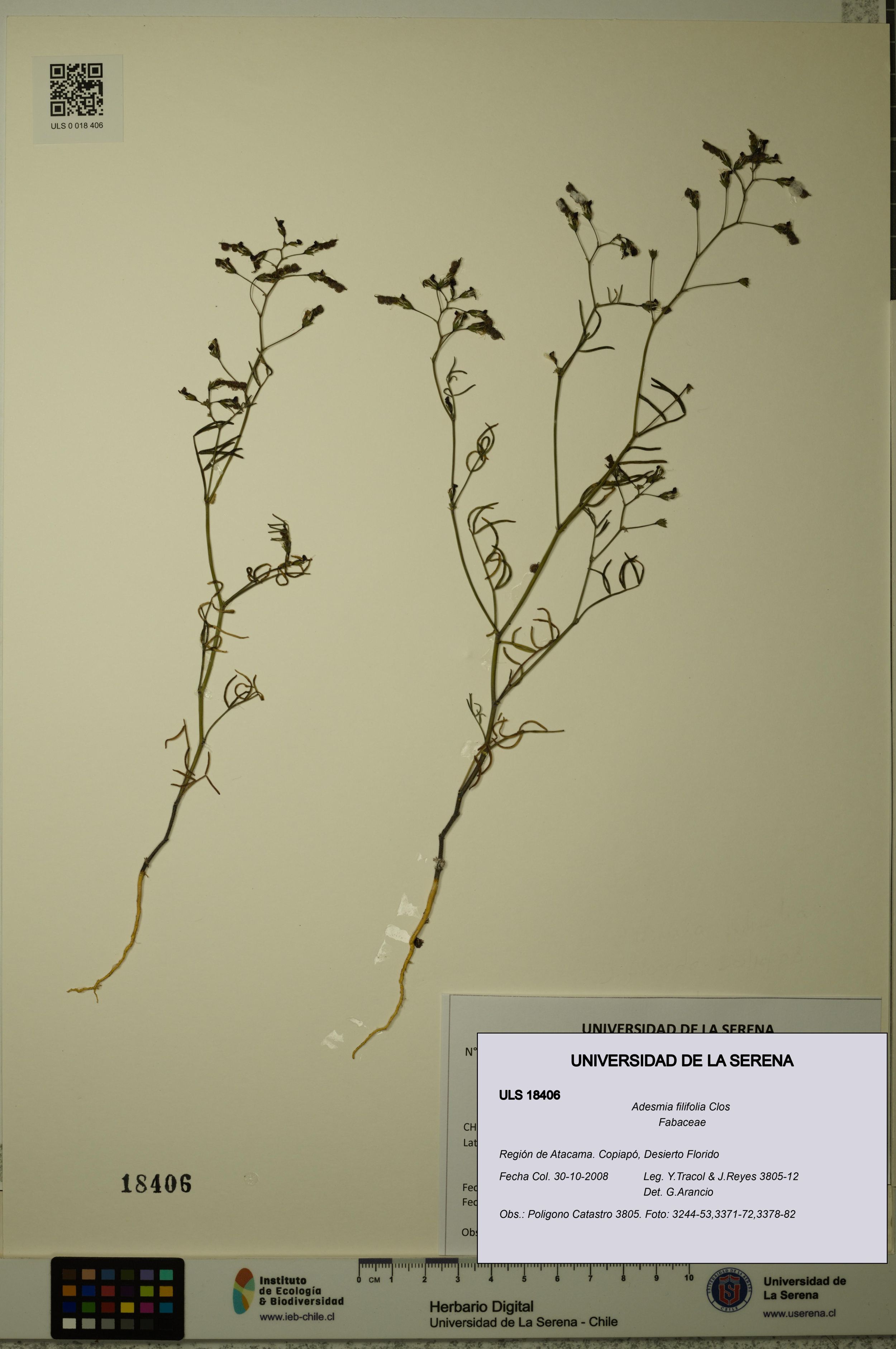 Adesmia filifolia [Espécimen: ]