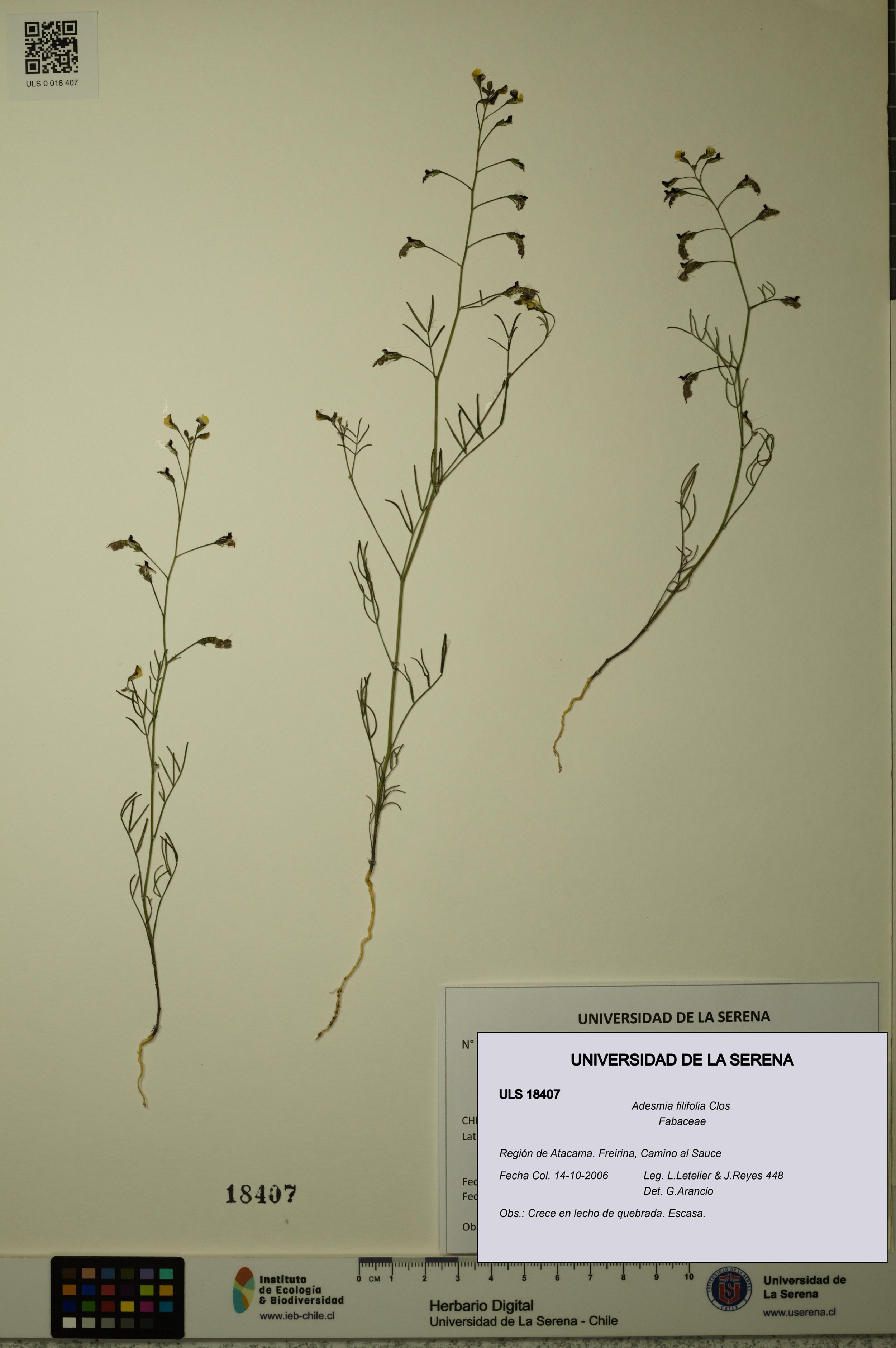 Adesmia filifolia [Espécimen: ]