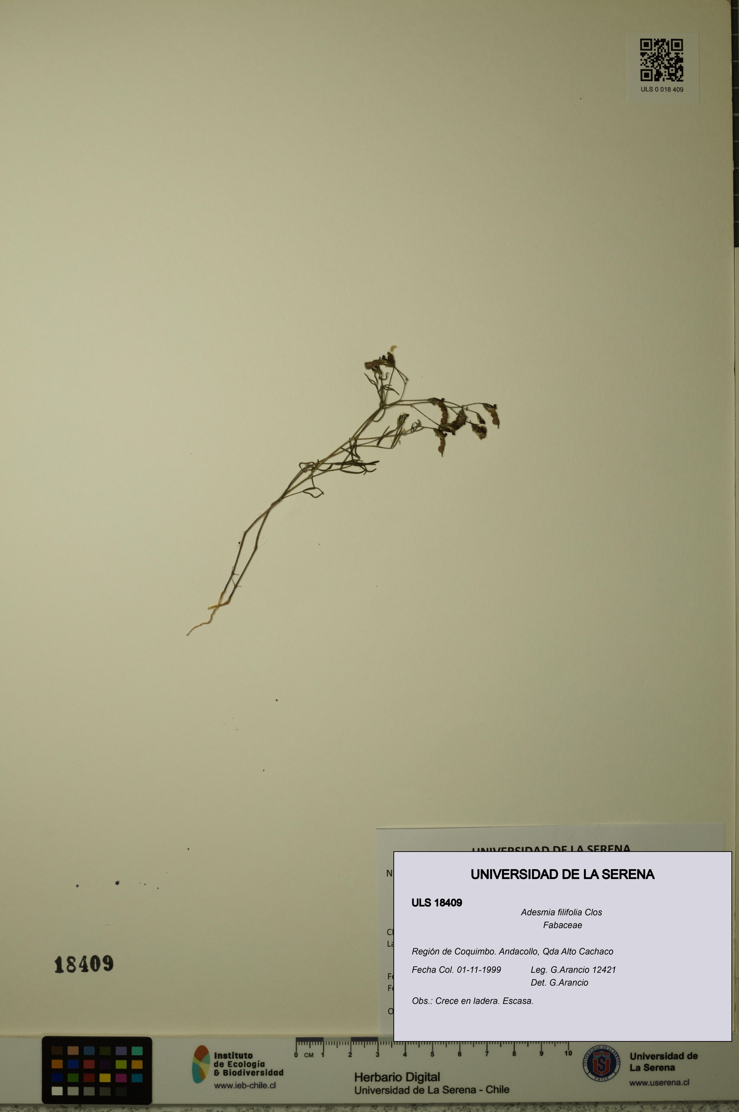 Adesmia filifolia [Espécimen: ]