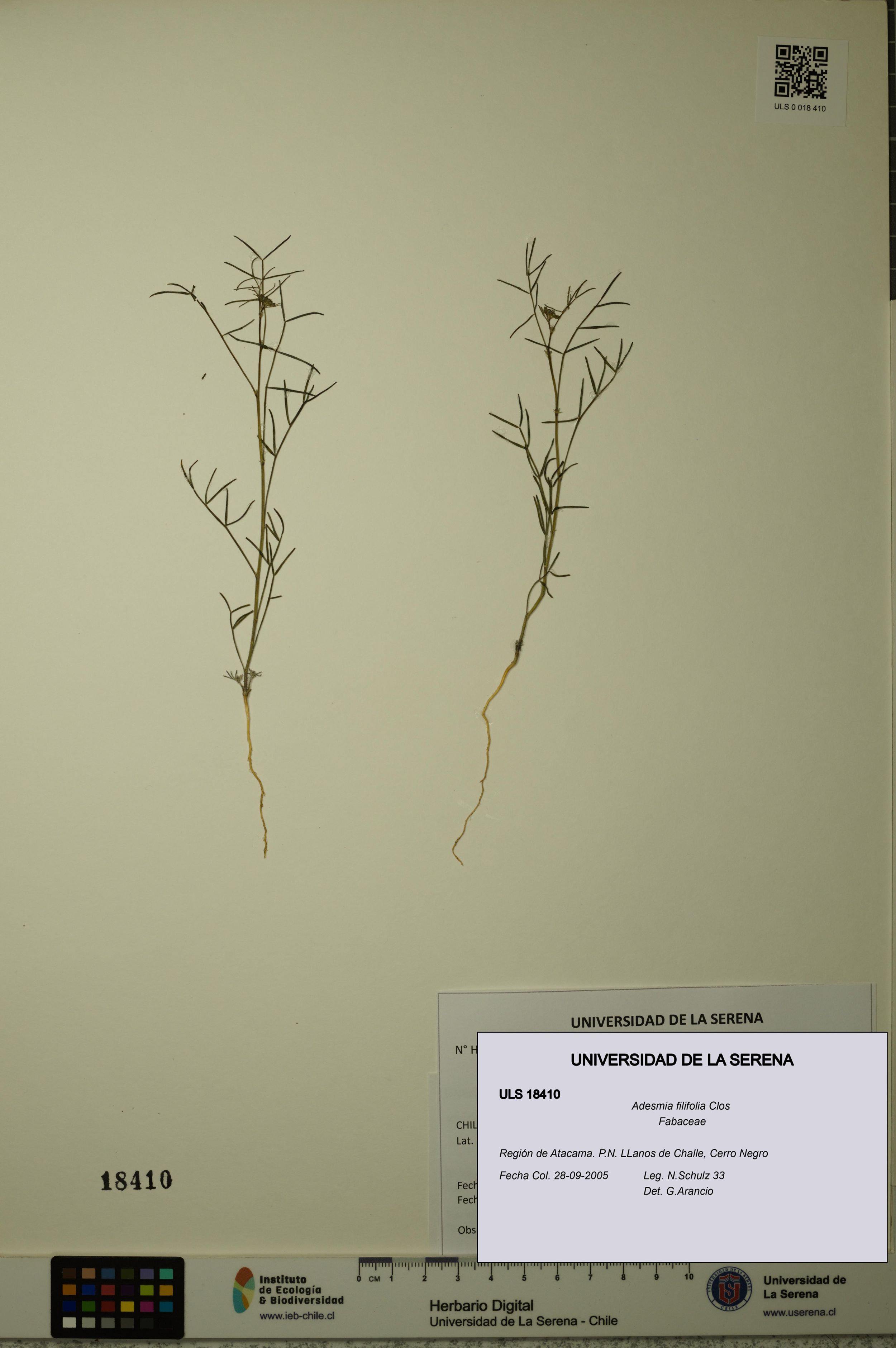 Adesmia filifolia [Espécimen: ]
