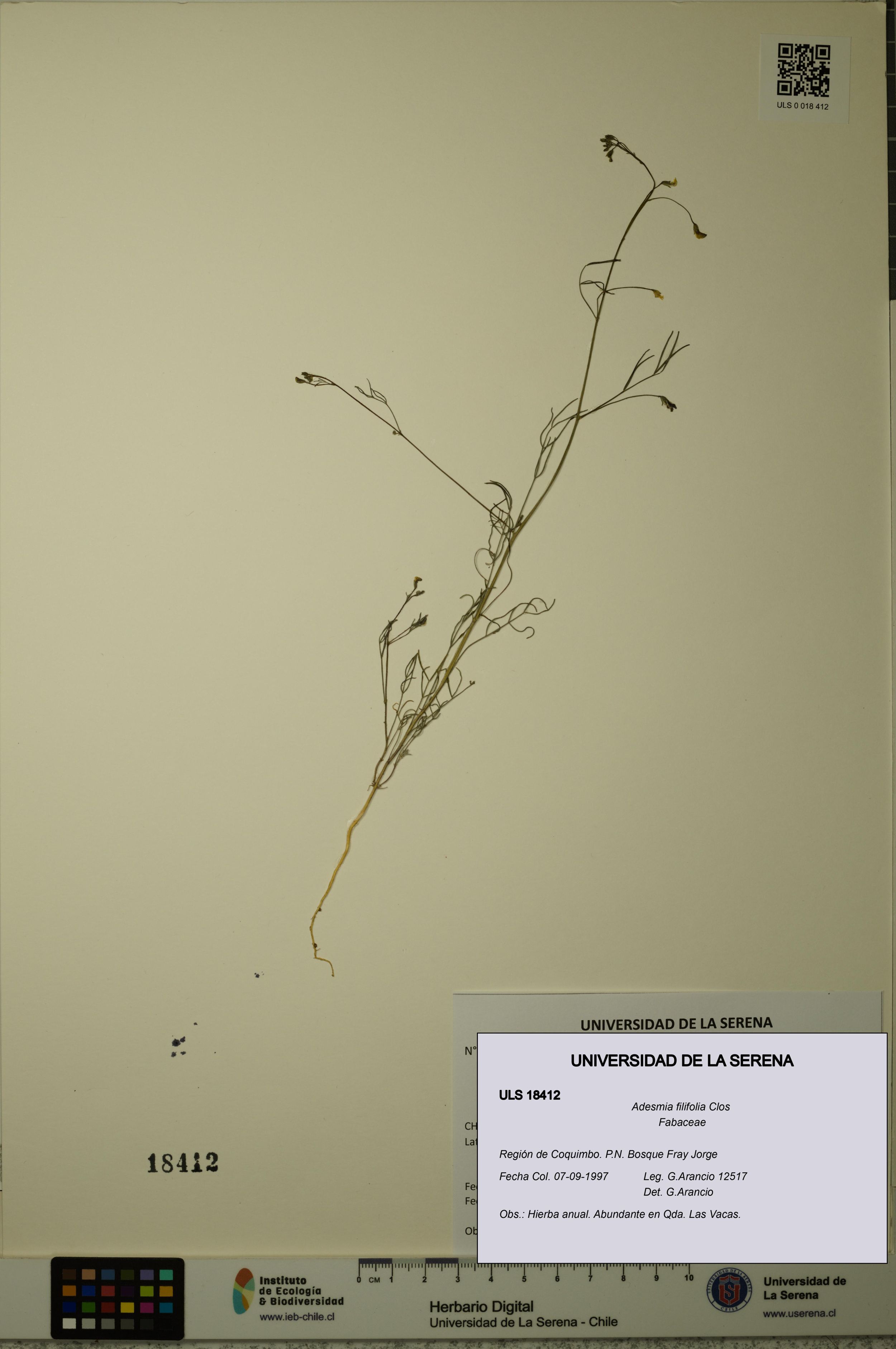 Adesmia filifolia [Espécimen: ]