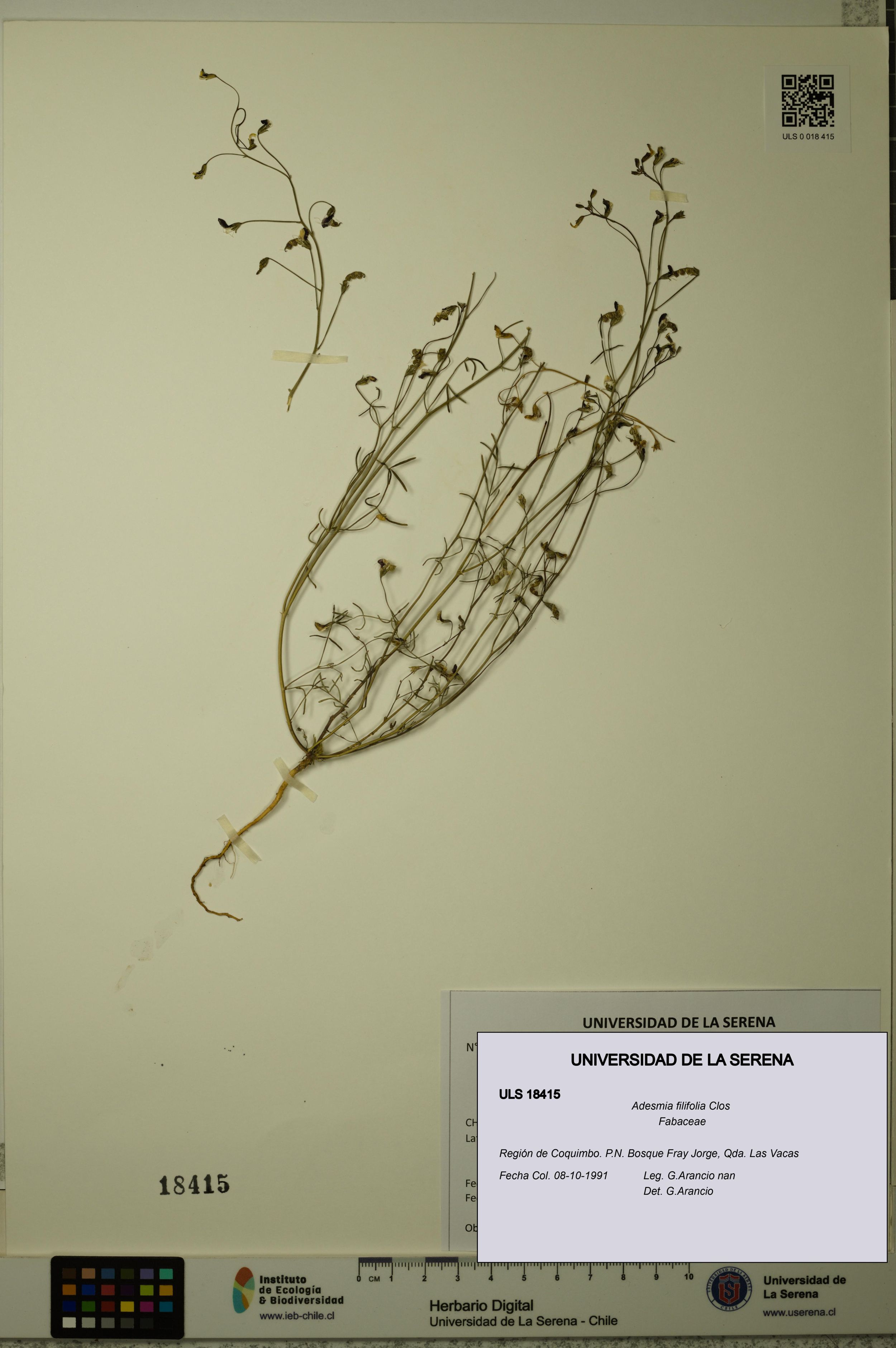 Adesmia filifolia [Espécimen: ]