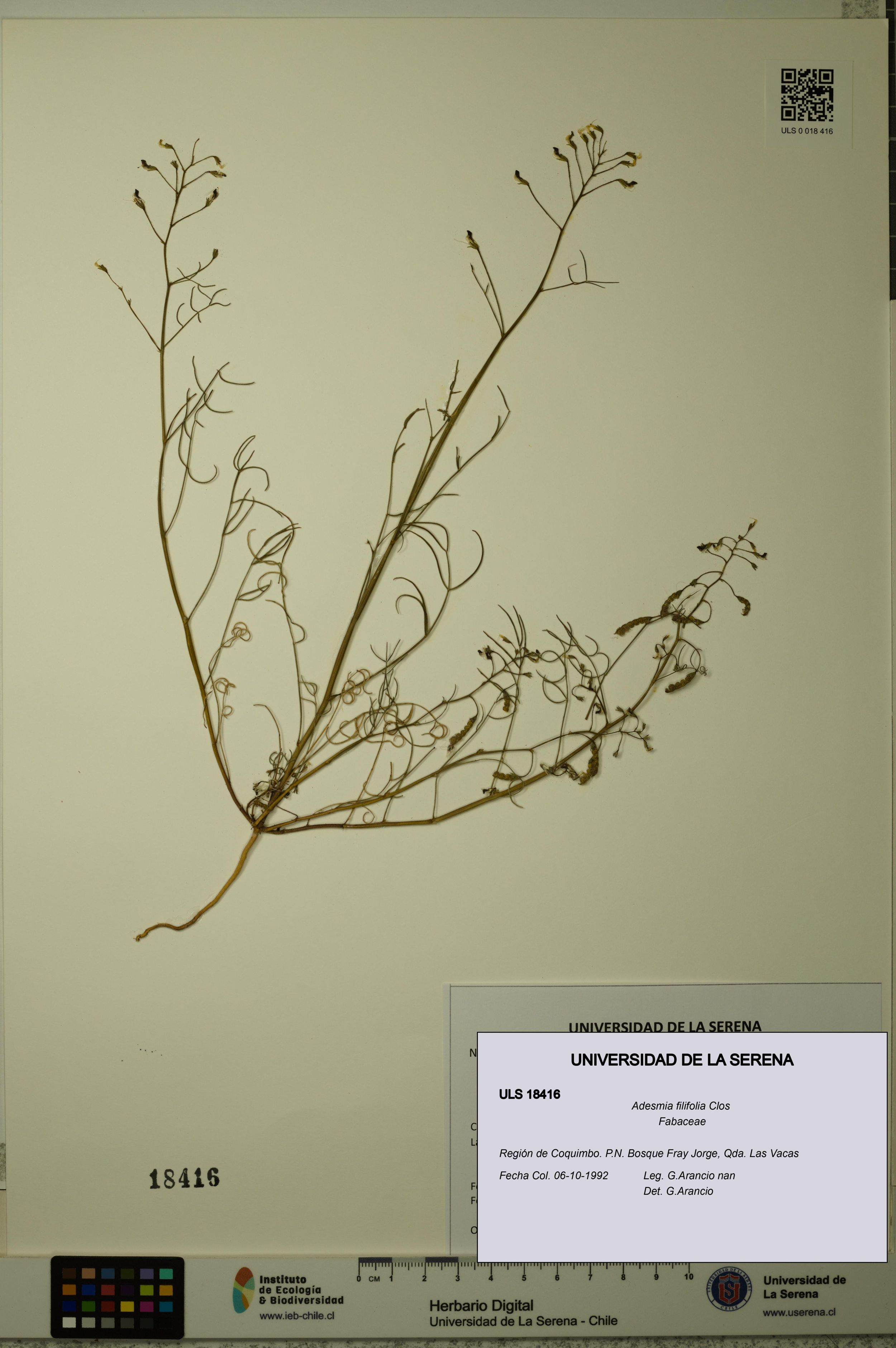 Adesmia filifolia [Espécimen: ]