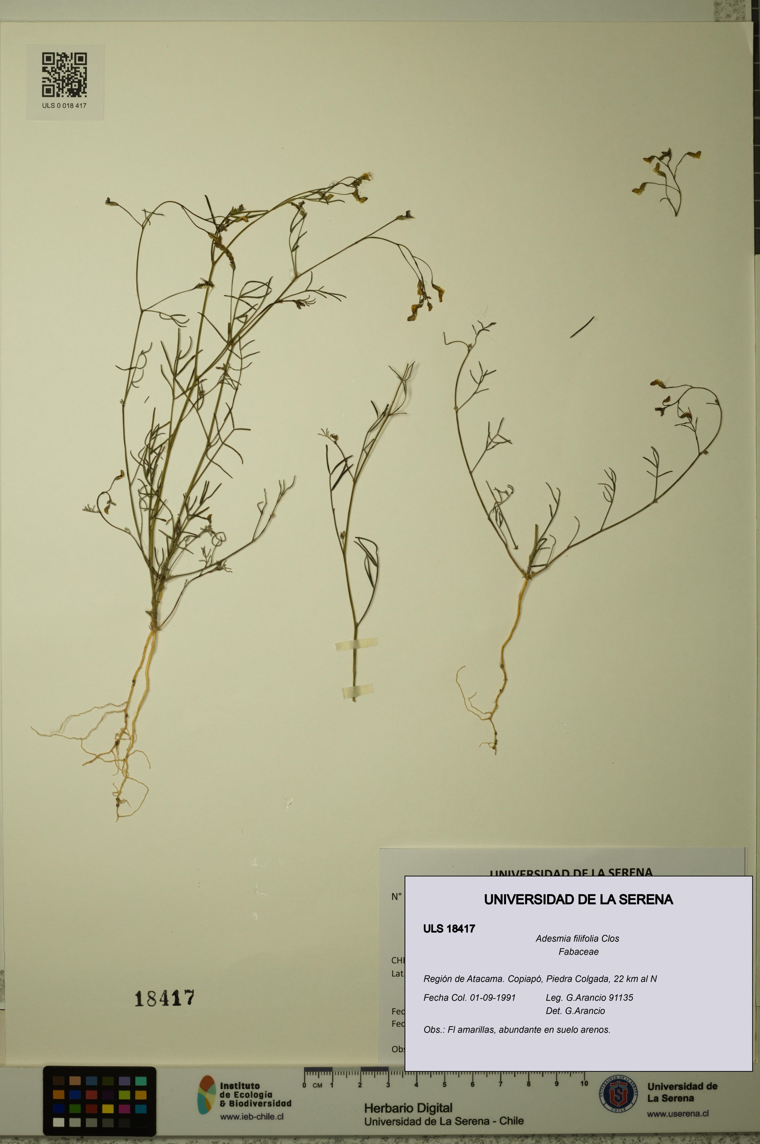 Adesmia filifolia [Espécimen: ]
