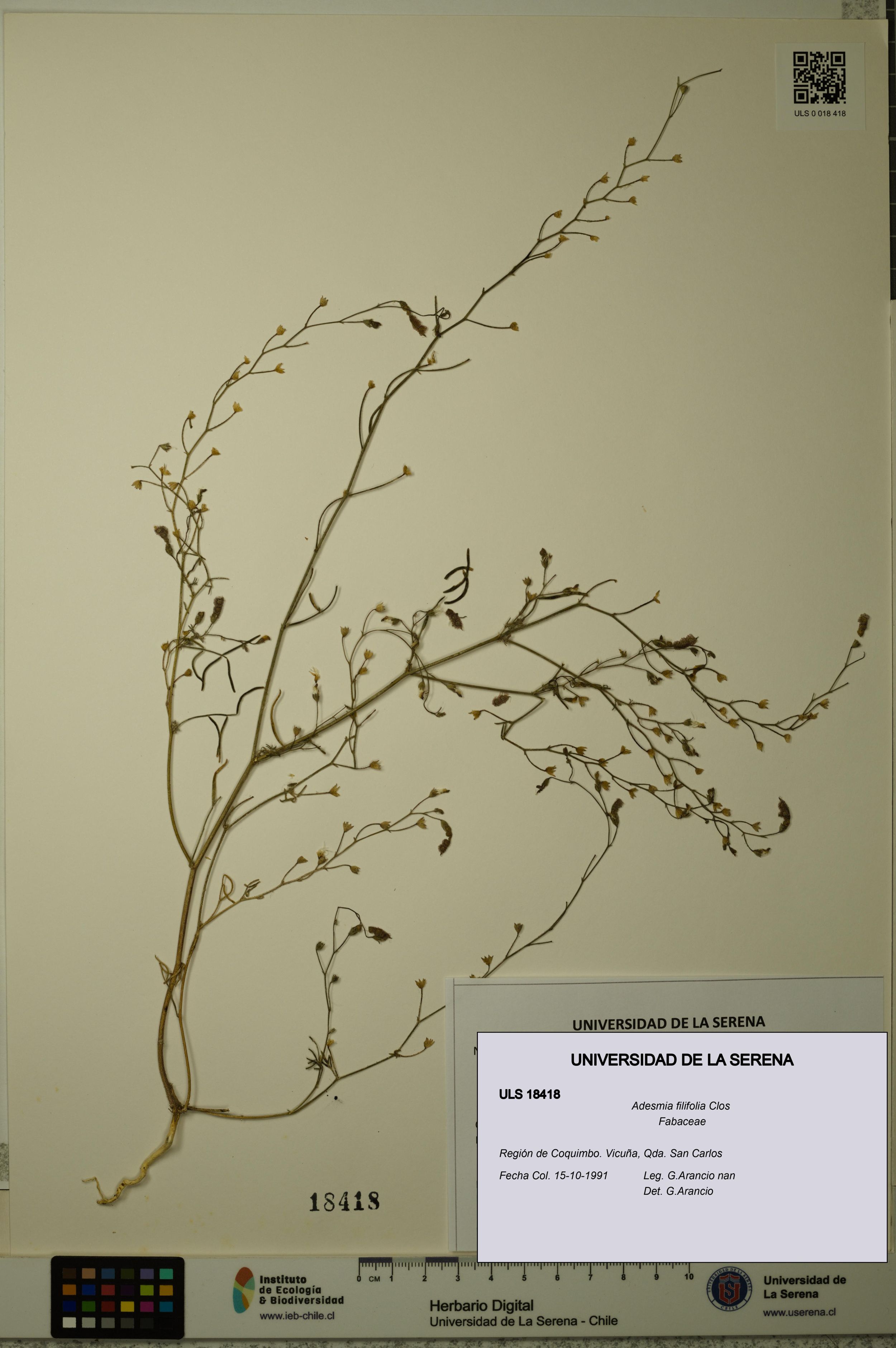 Adesmia filifolia [Espécimen: ]