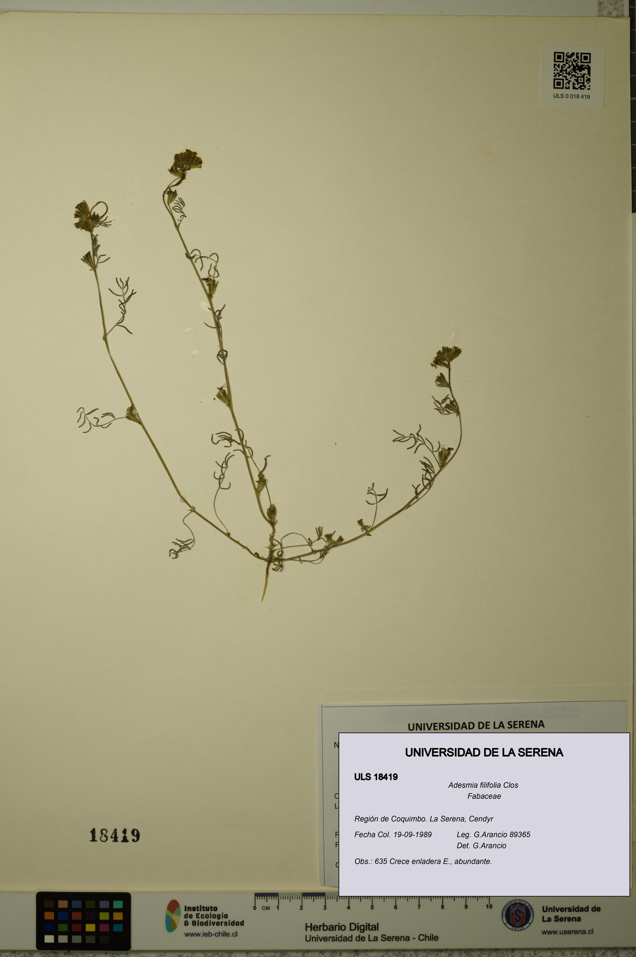 Adesmia filifolia [Espécimen: ]