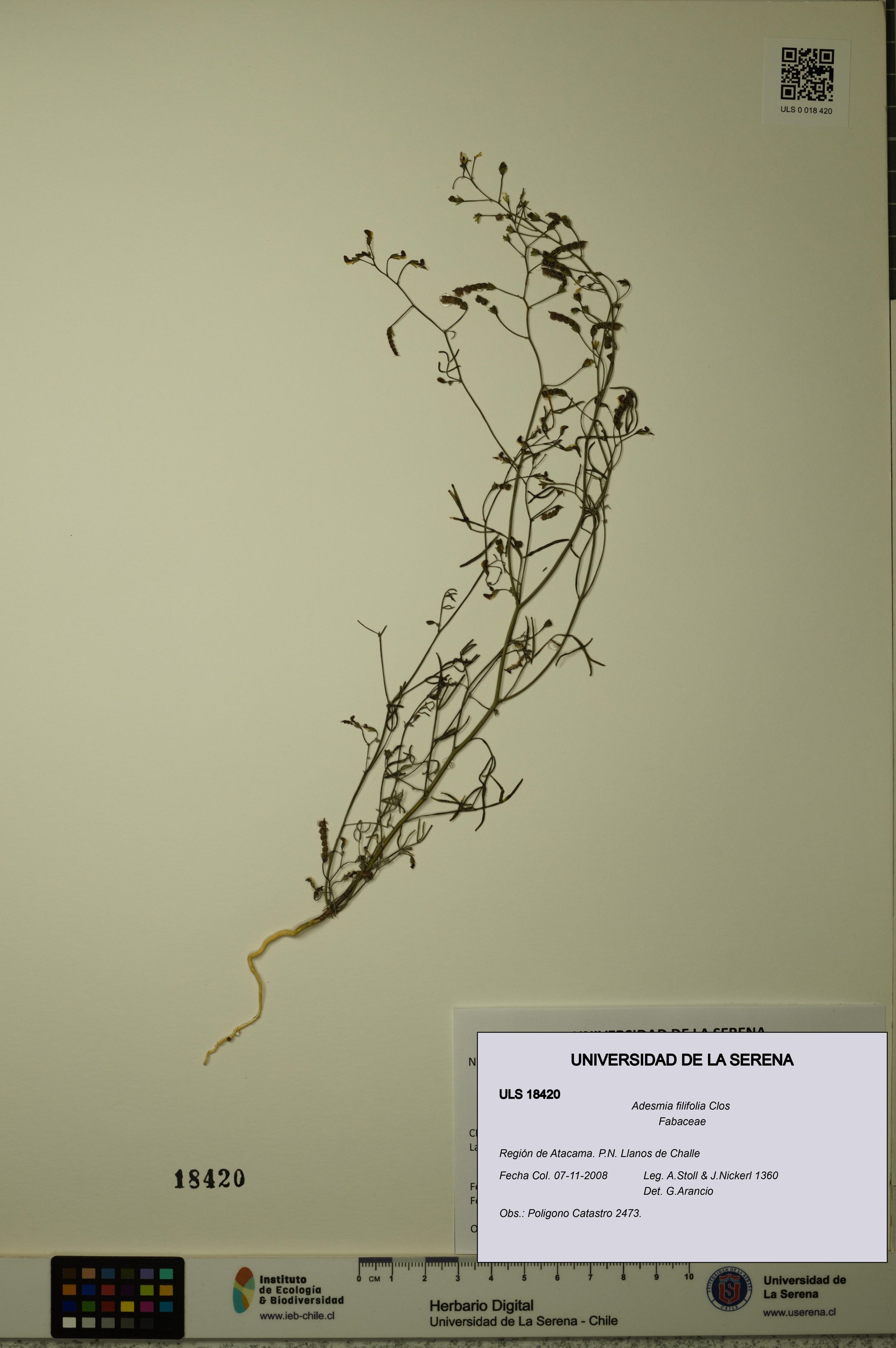 Adesmia filifolia [Espécimen: ]
