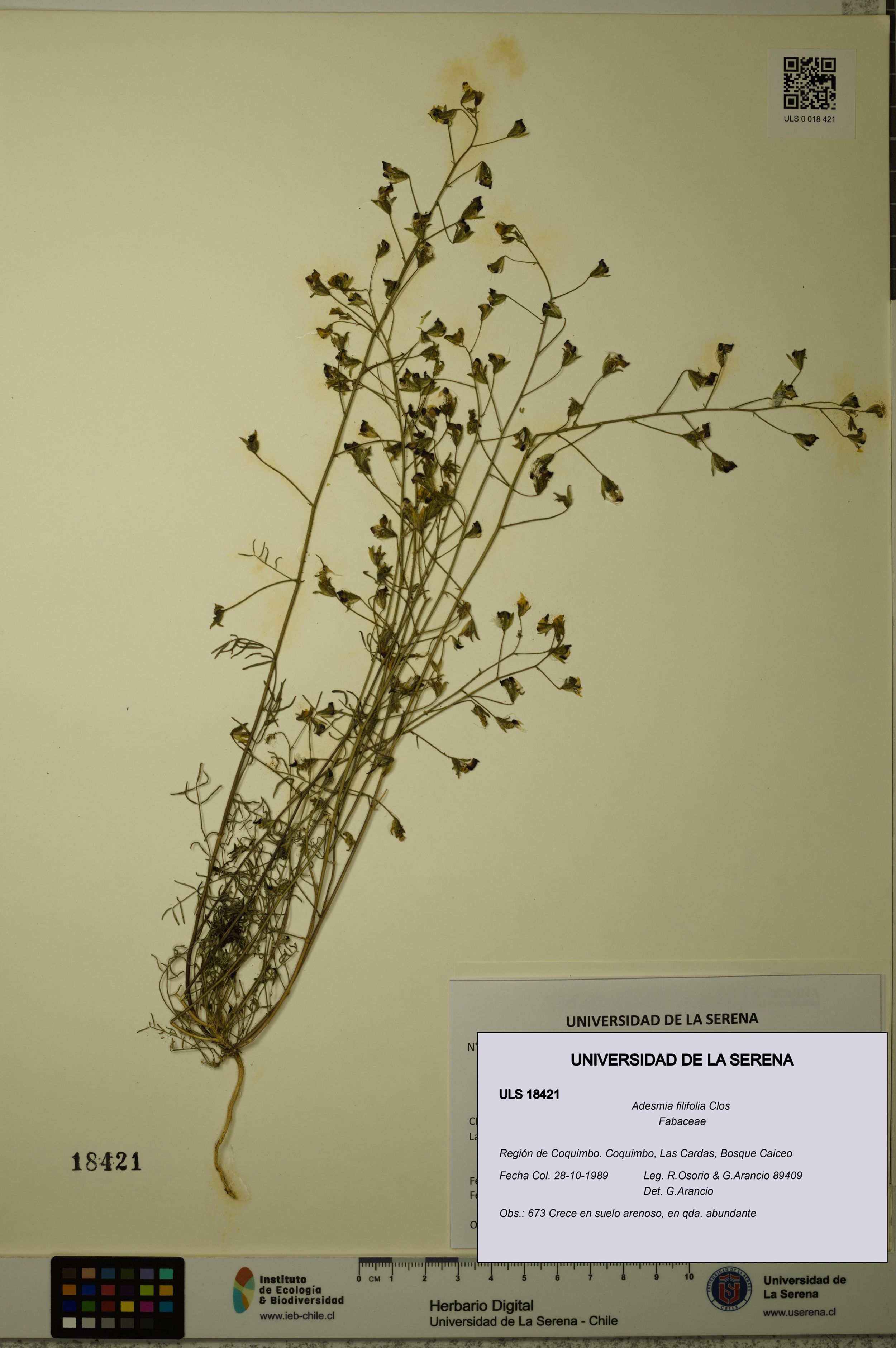 Adesmia filifolia [Espécimen: ]