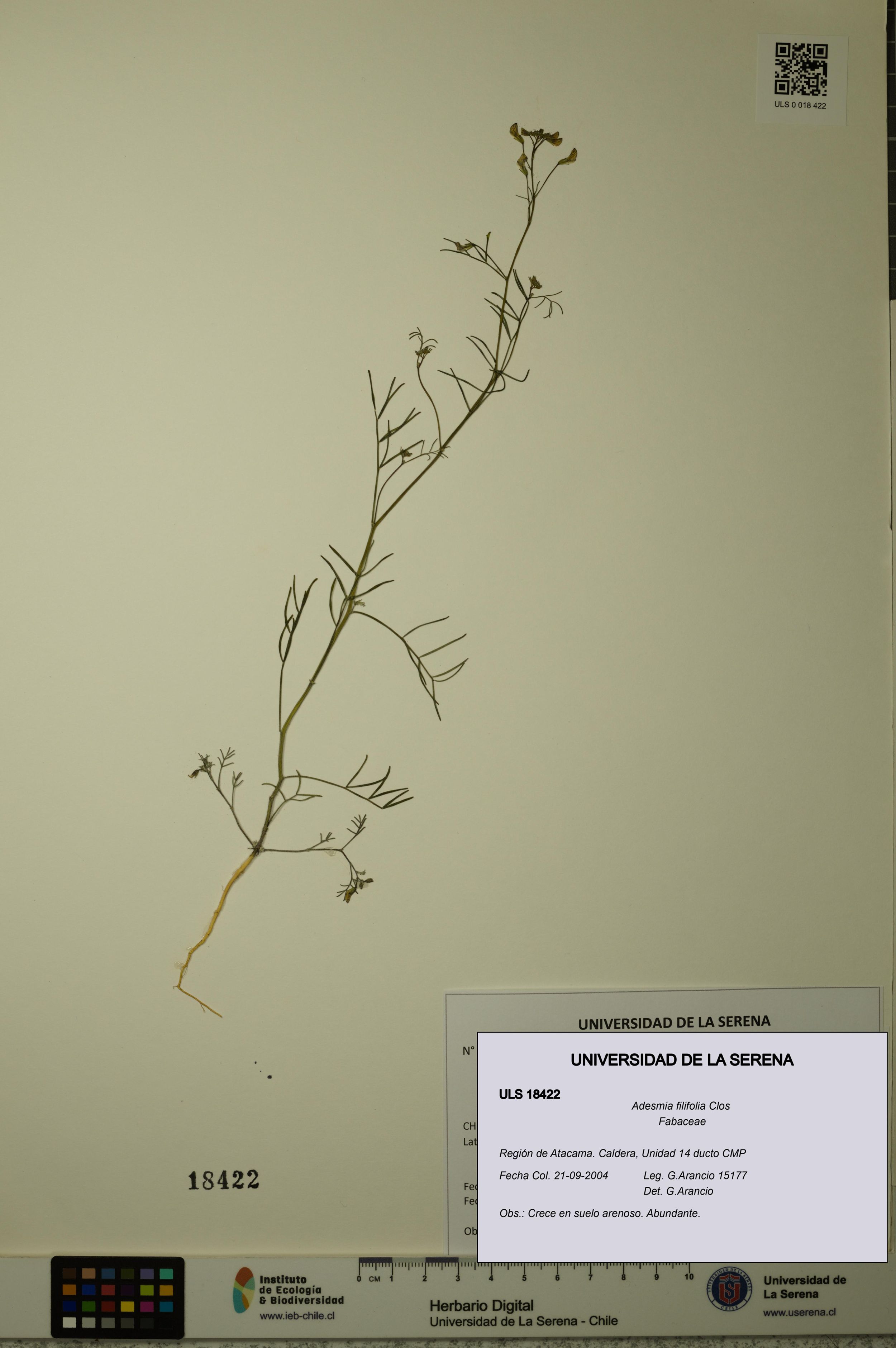 Adesmia filifolia [Espécimen: ]