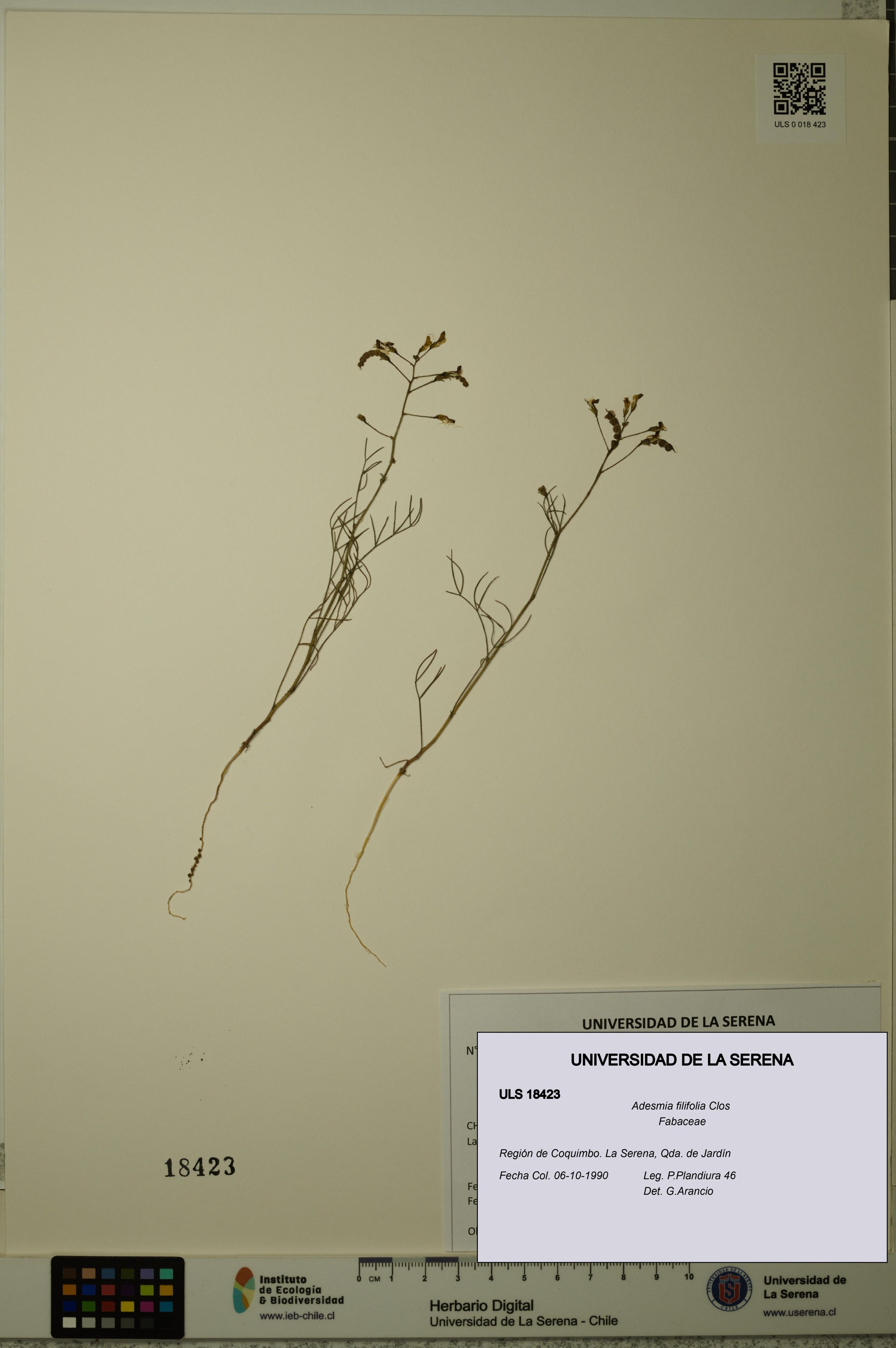 Adesmia filifolia [Espécimen: ]