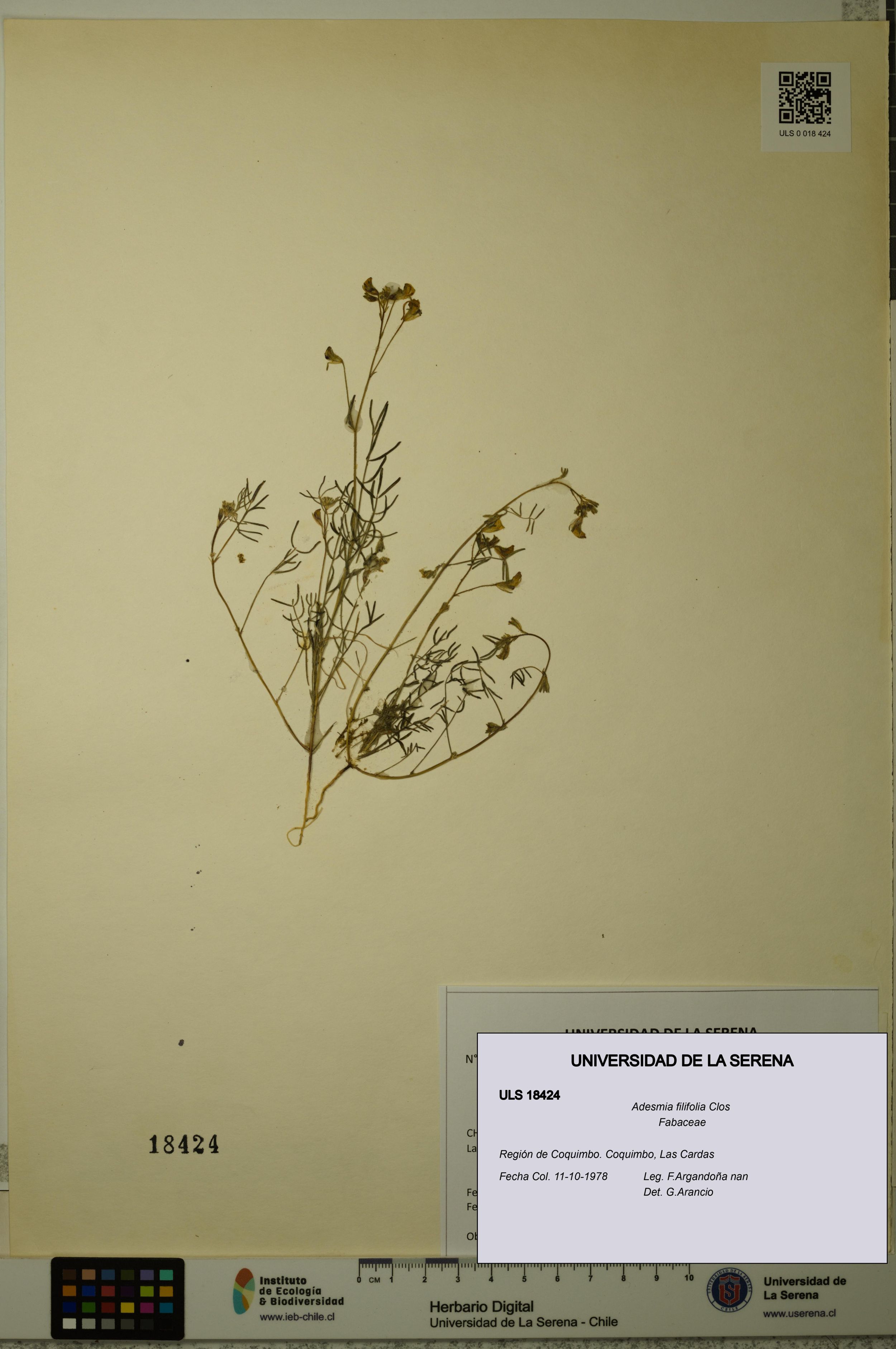 Adesmia filifolia [Espécimen: ]