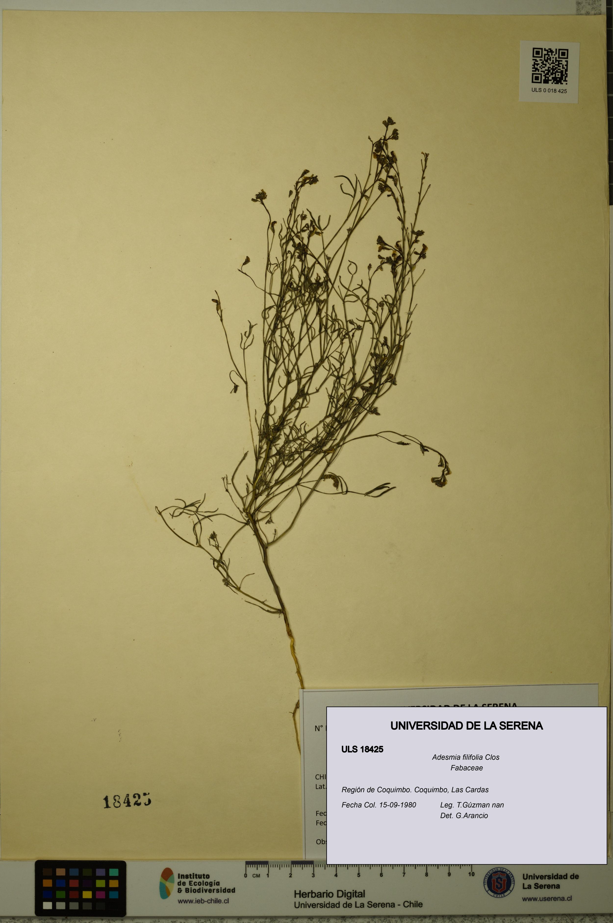 Adesmia filifolia [Espécimen: ]