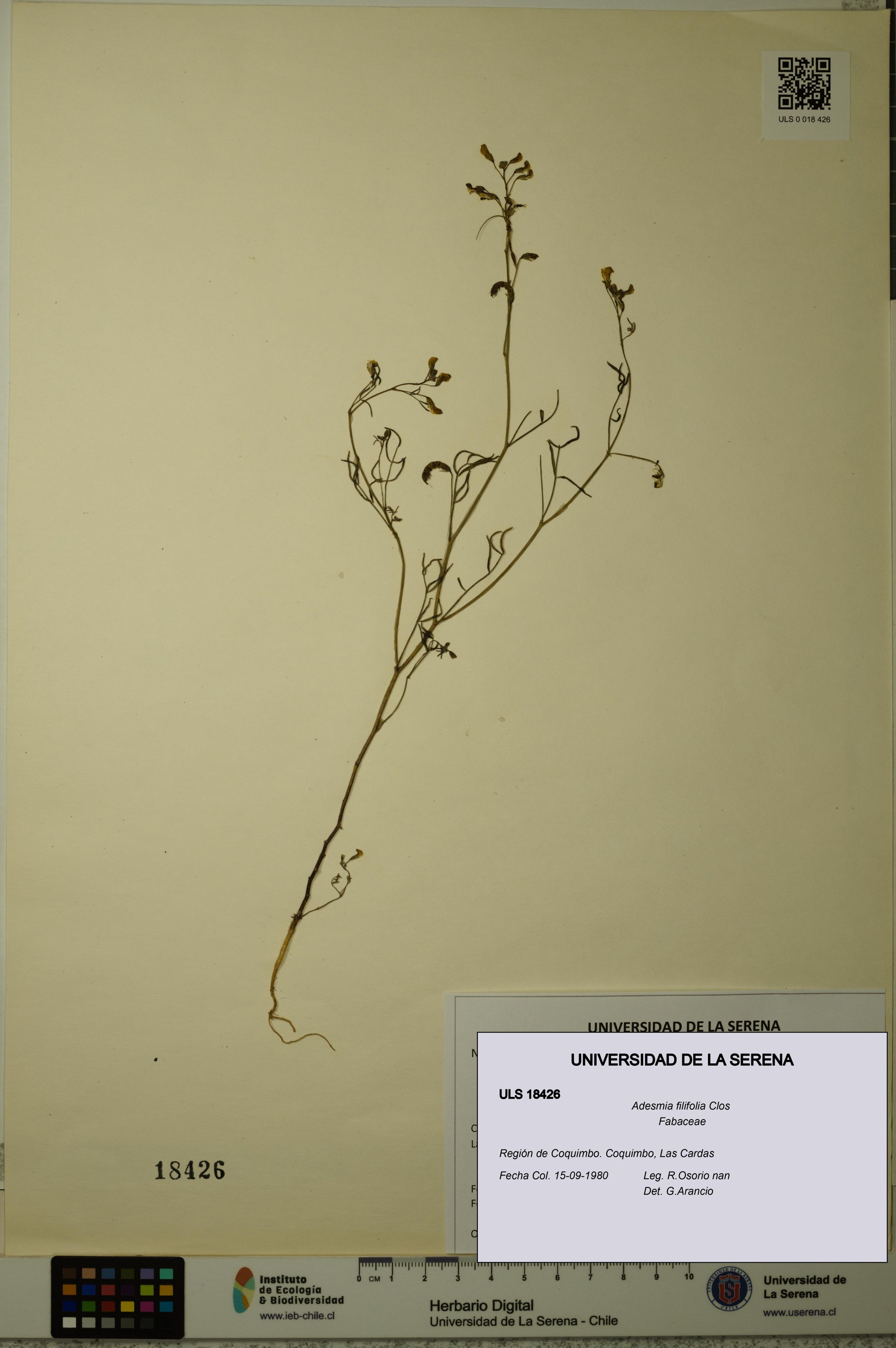Adesmia filifolia [Espécimen: ]