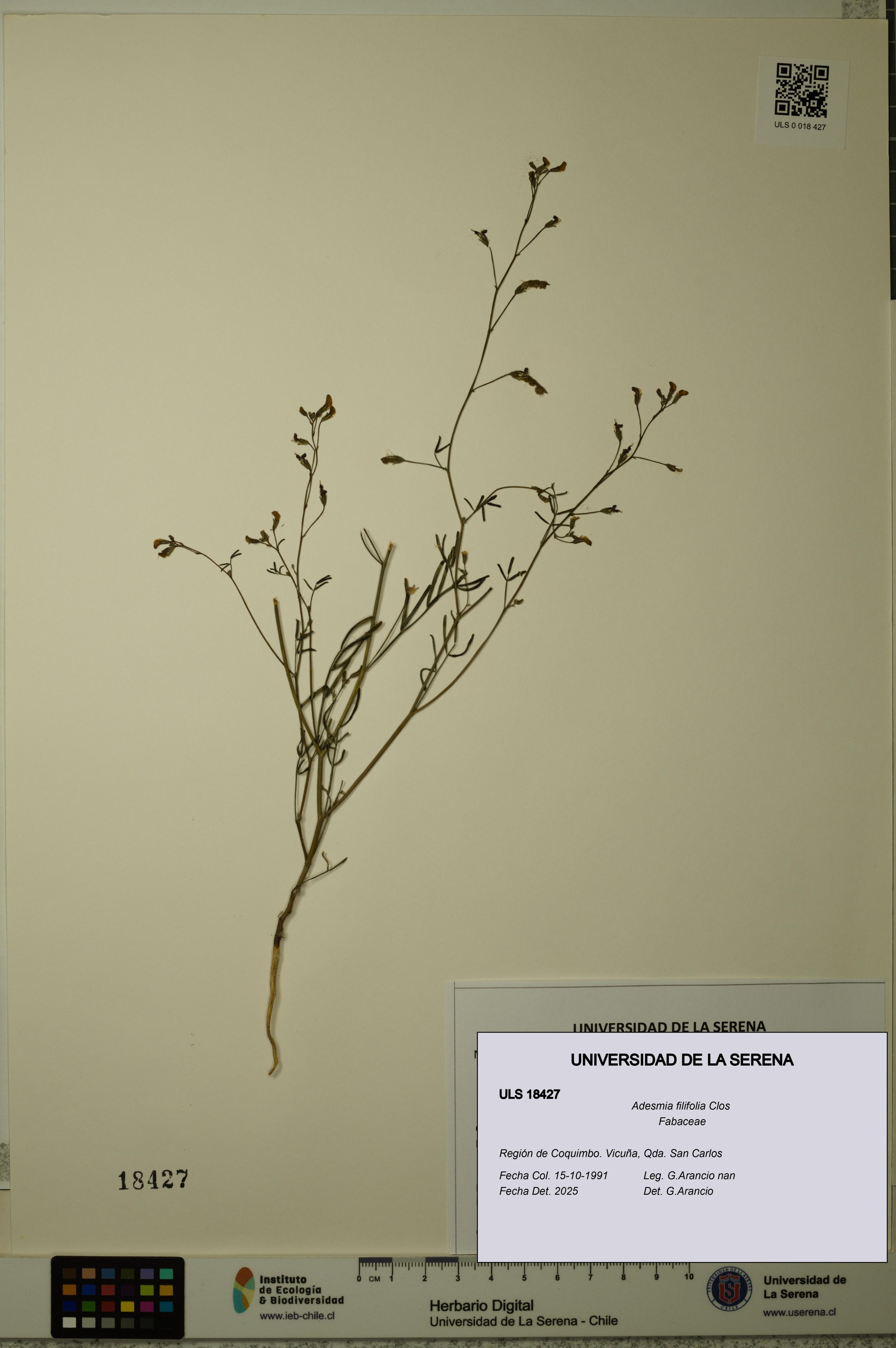 Adesmia filifolia [Espécimen: ]