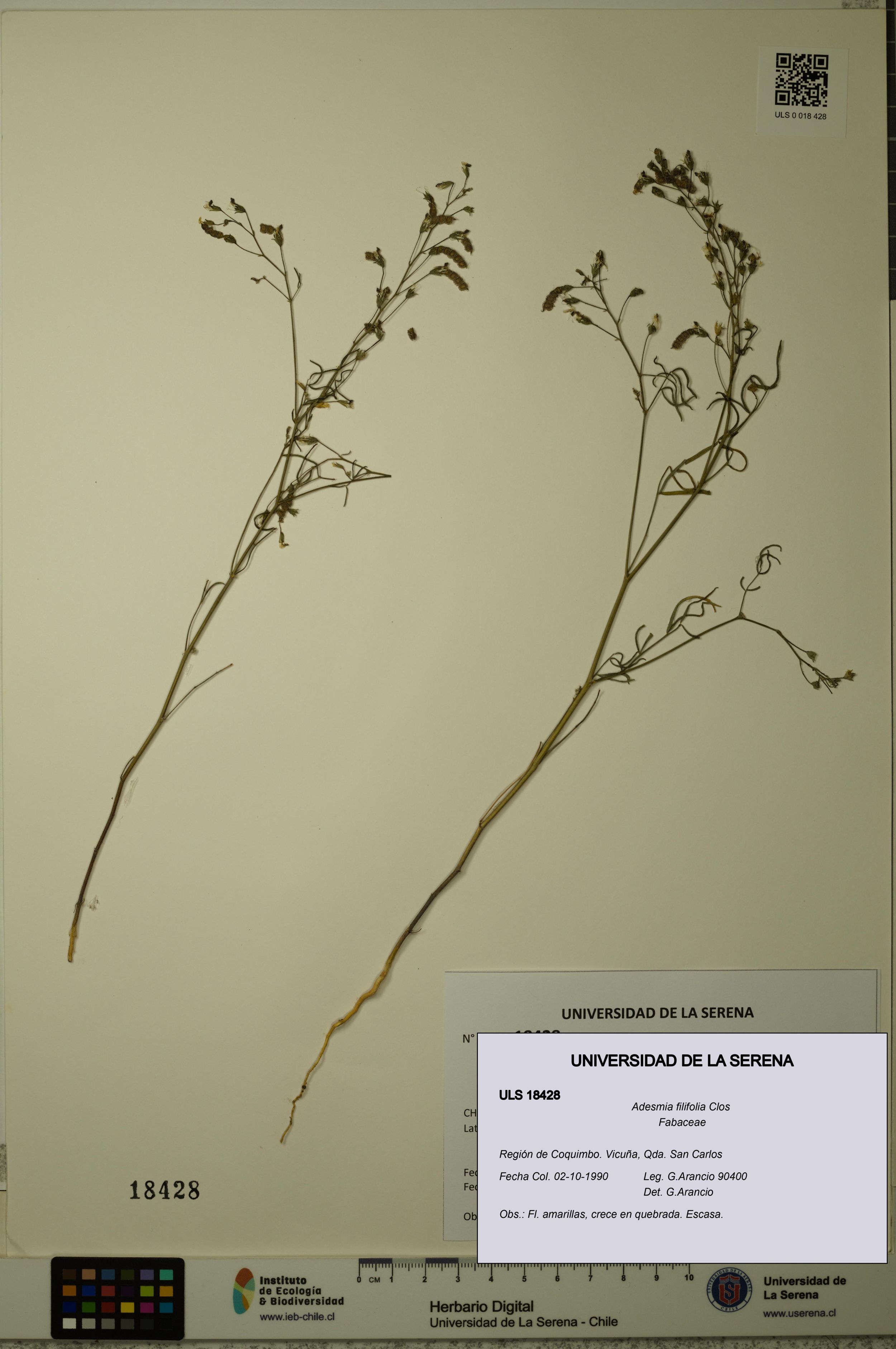 Adesmia filifolia [Espécimen: ]