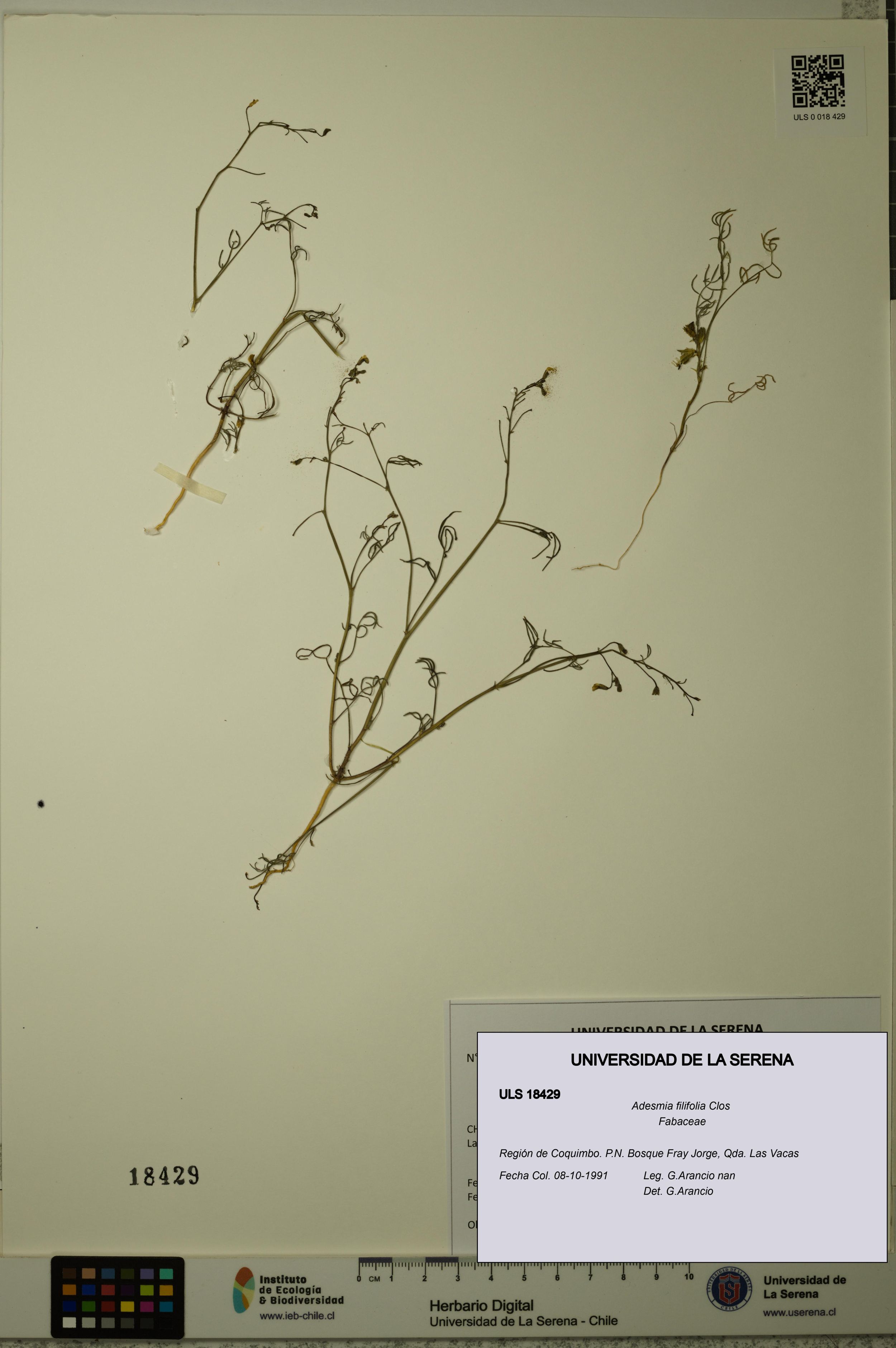 Adesmia filifolia [Espécimen: ]