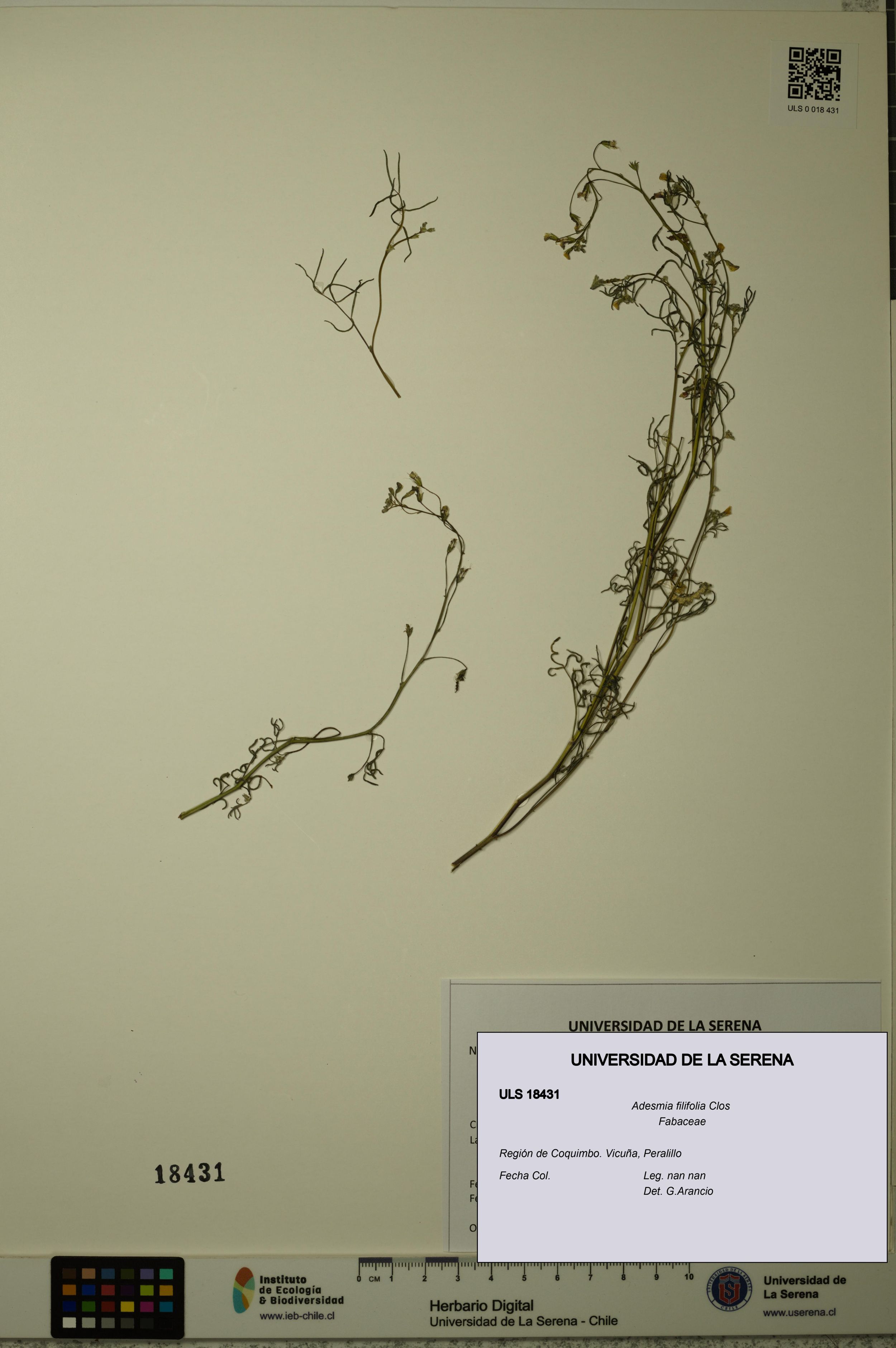 Adesmia filifolia [Espécimen: ]