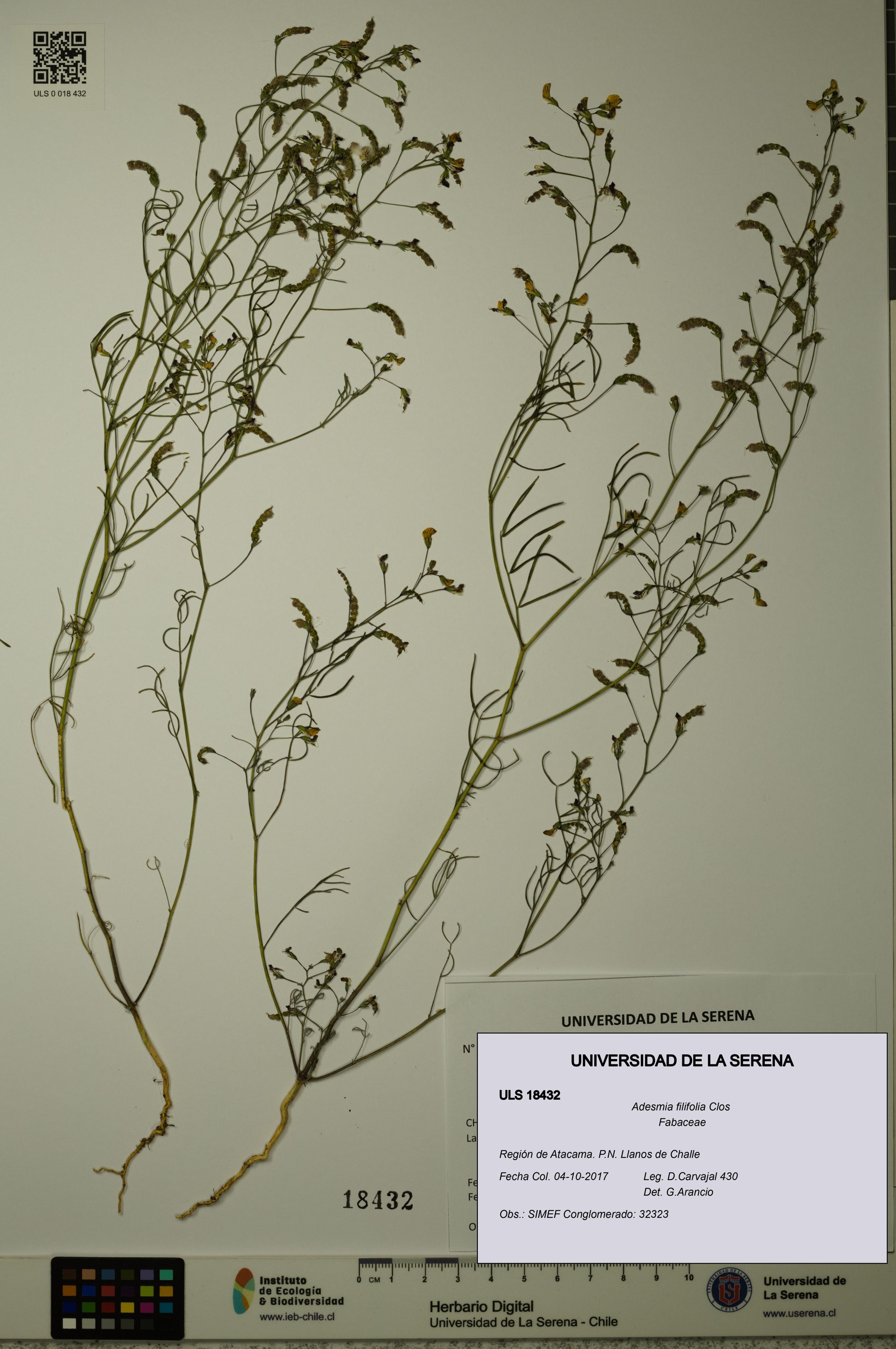 Adesmia filifolia [Espécimen: ]