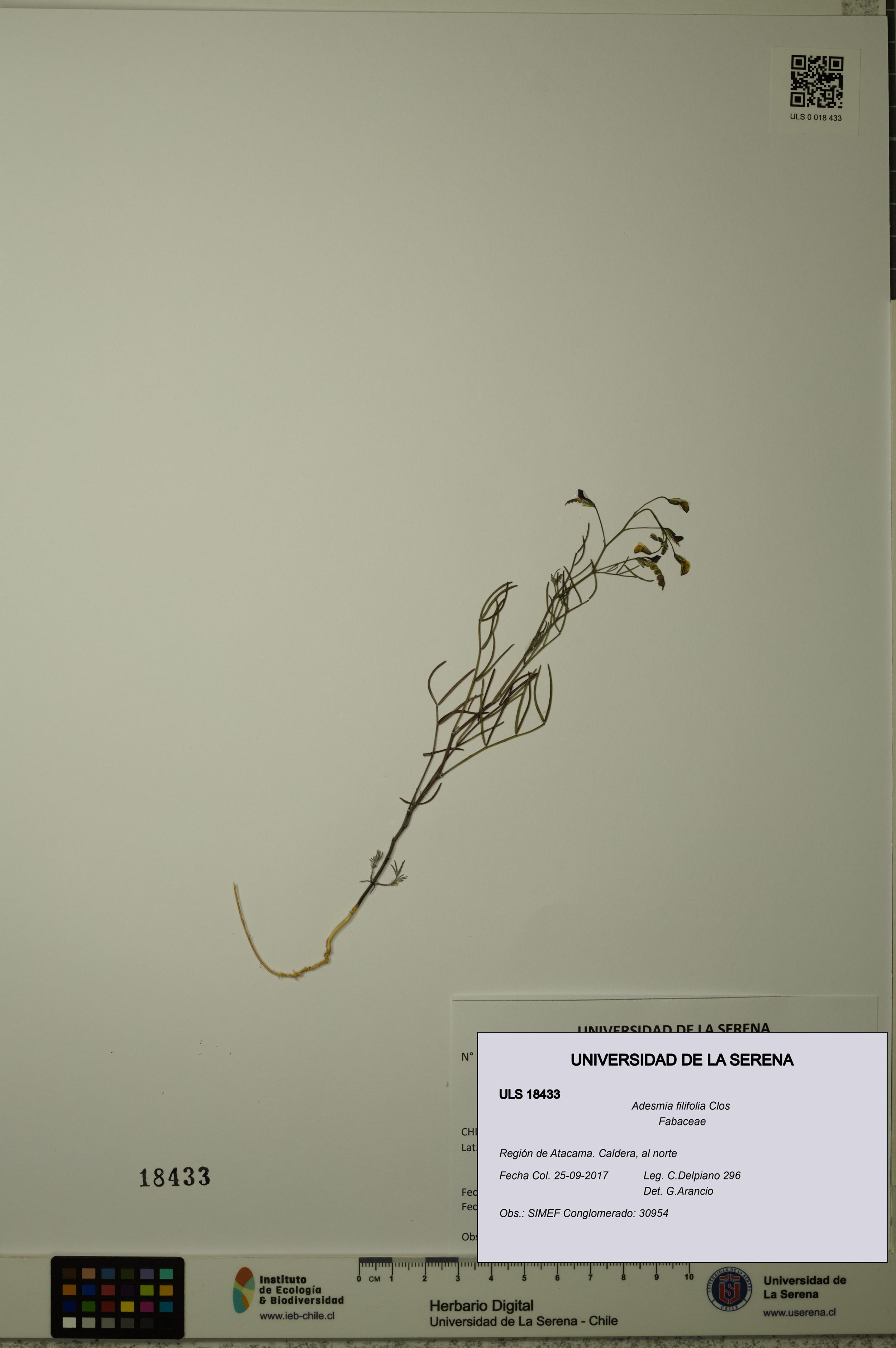 Adesmia filifolia [Espécimen: ]