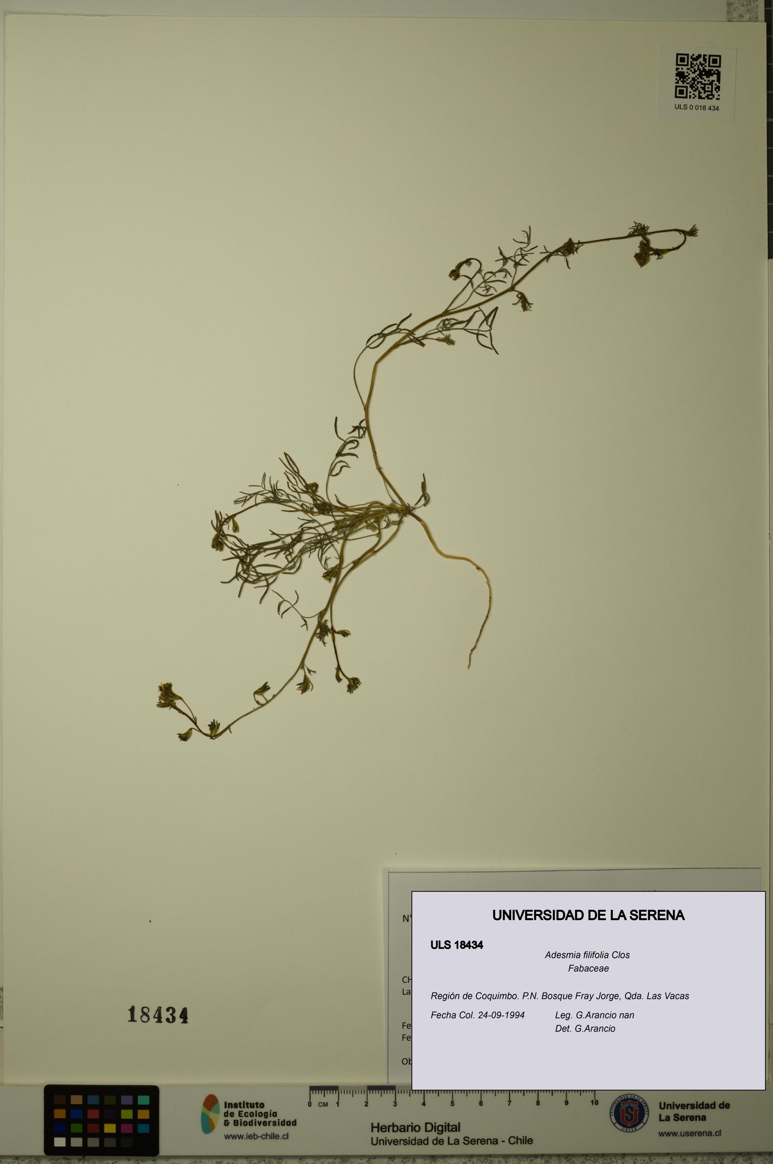 Adesmia filifolia [Espécimen: ]