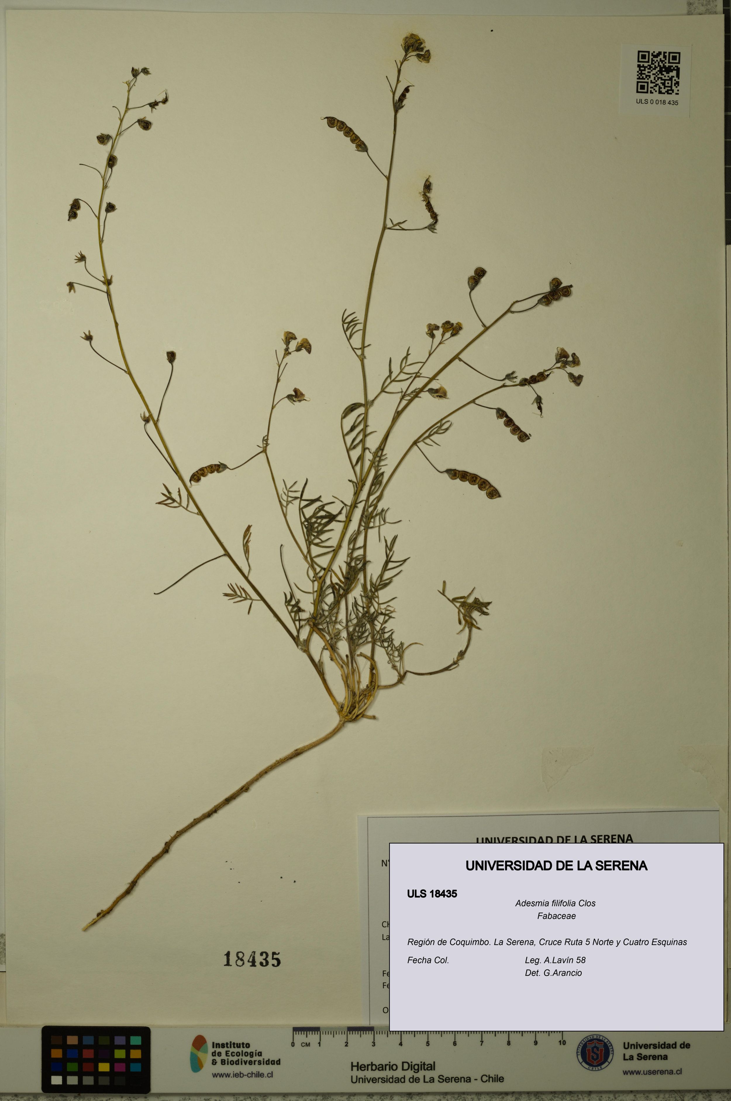 Adesmia filifolia [Espécimen: ]