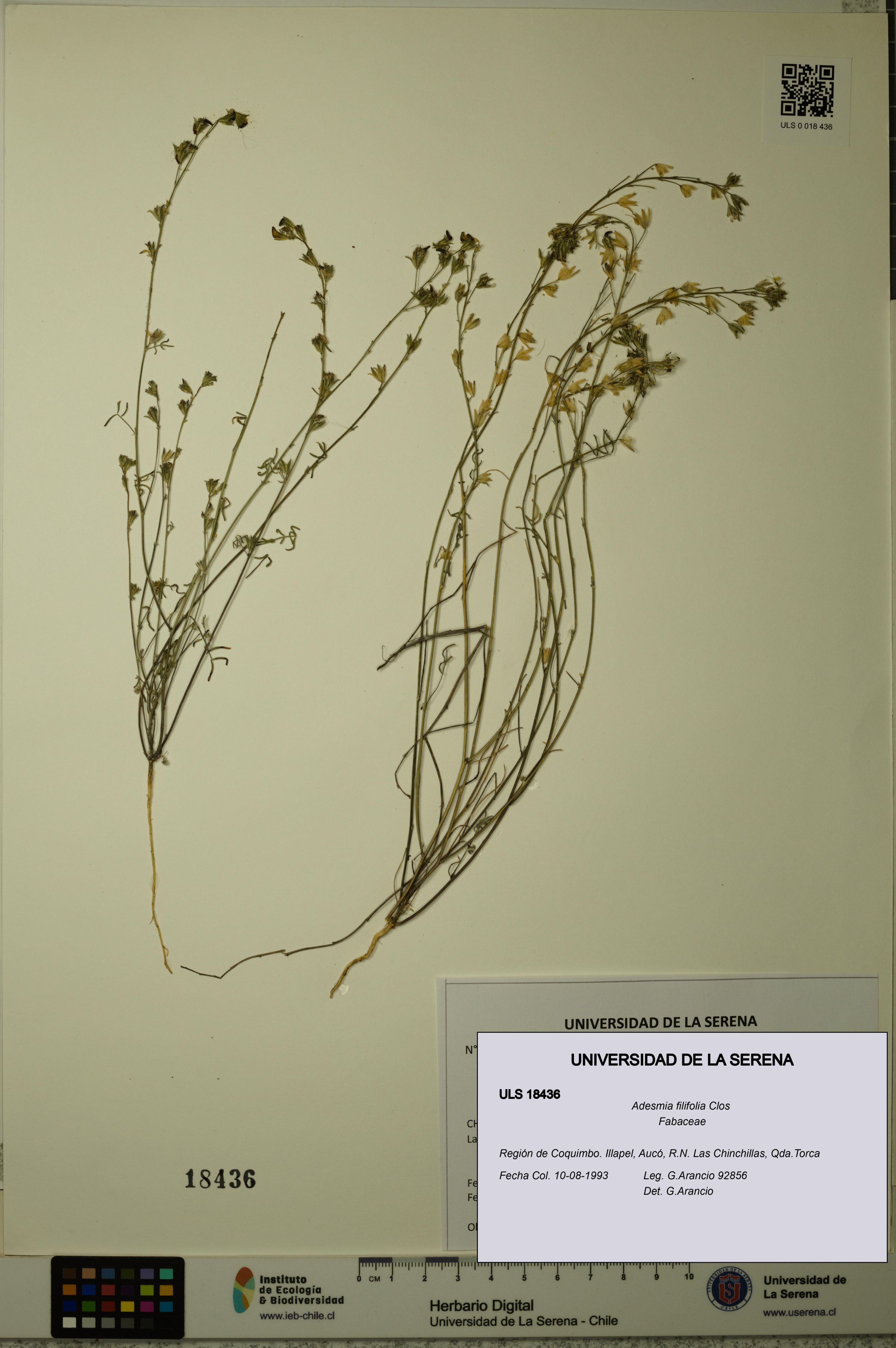 Adesmia filifolia [Espécimen: ]