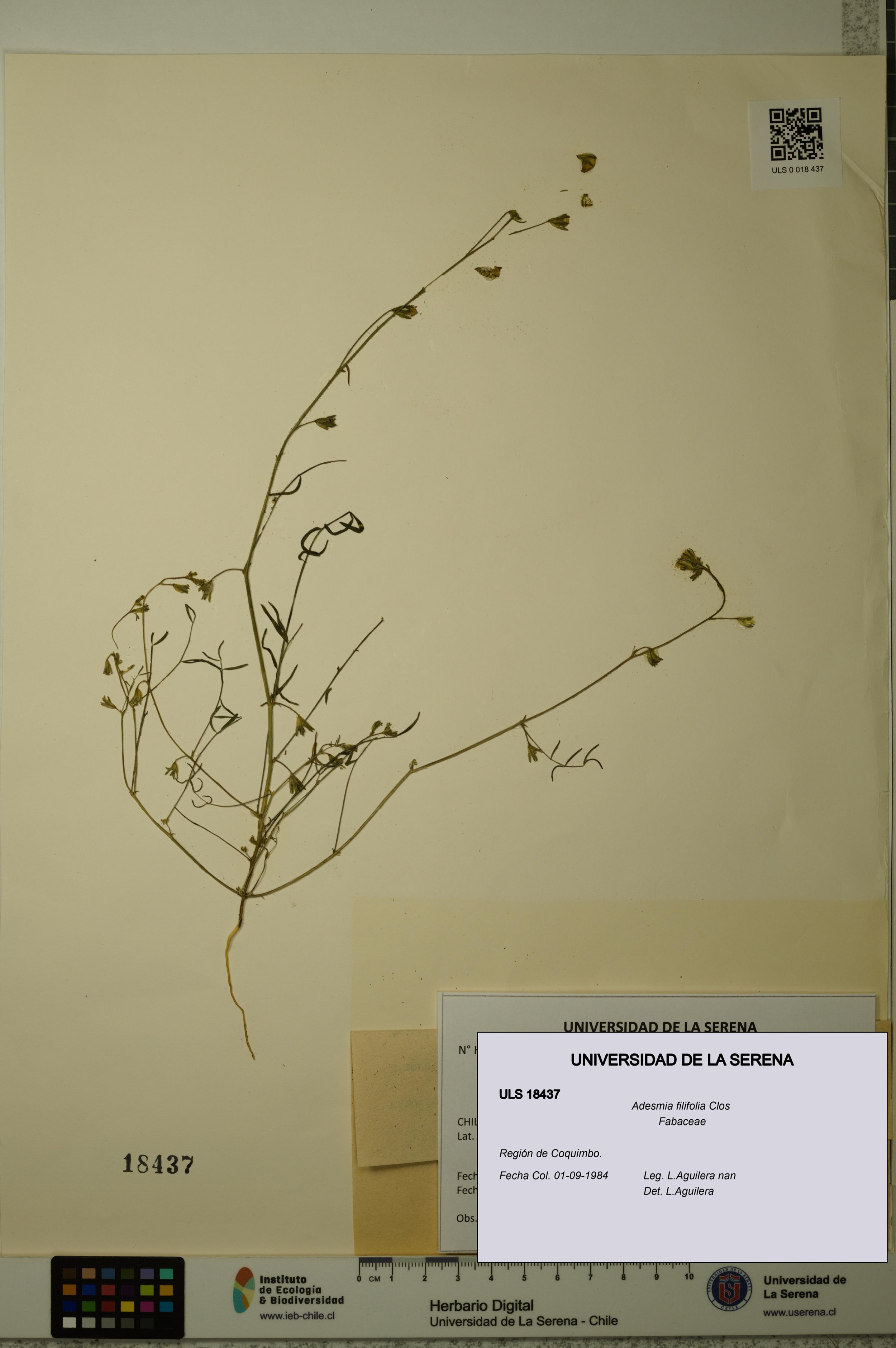 Adesmia filifolia [Espécimen: ]