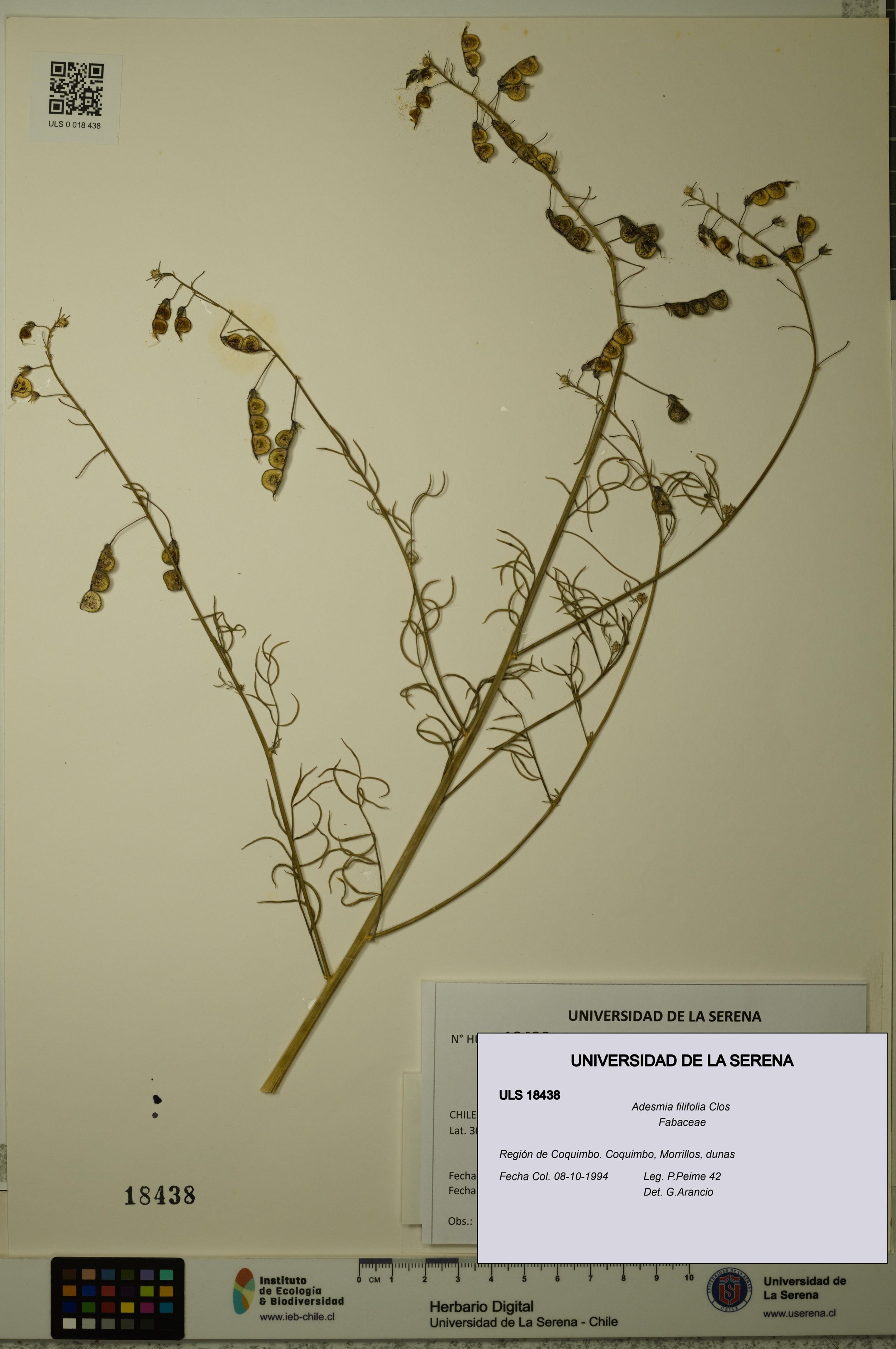 Adesmia filifolia [Espécimen: ]