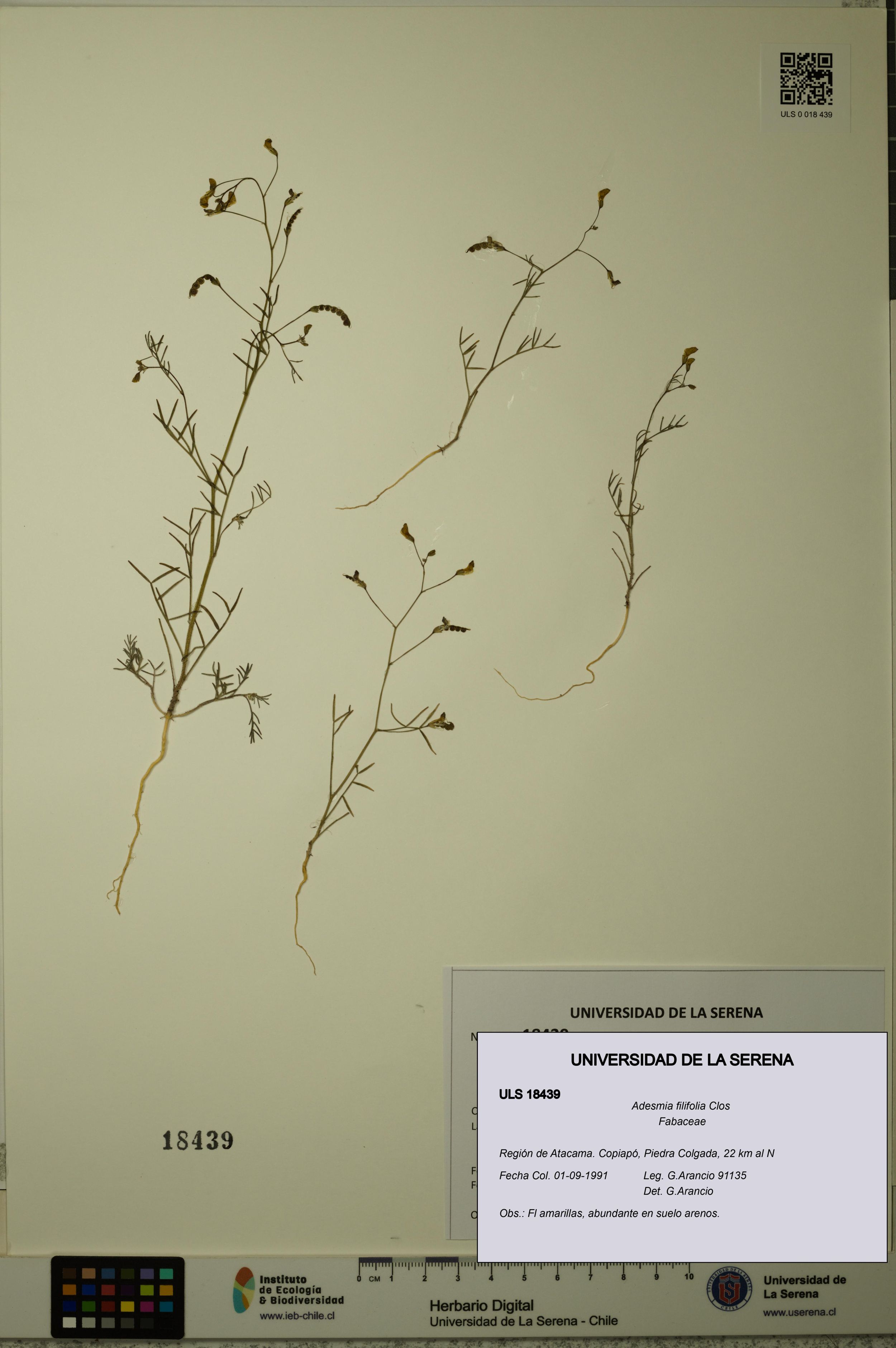 Adesmia filifolia [Espécimen: ]