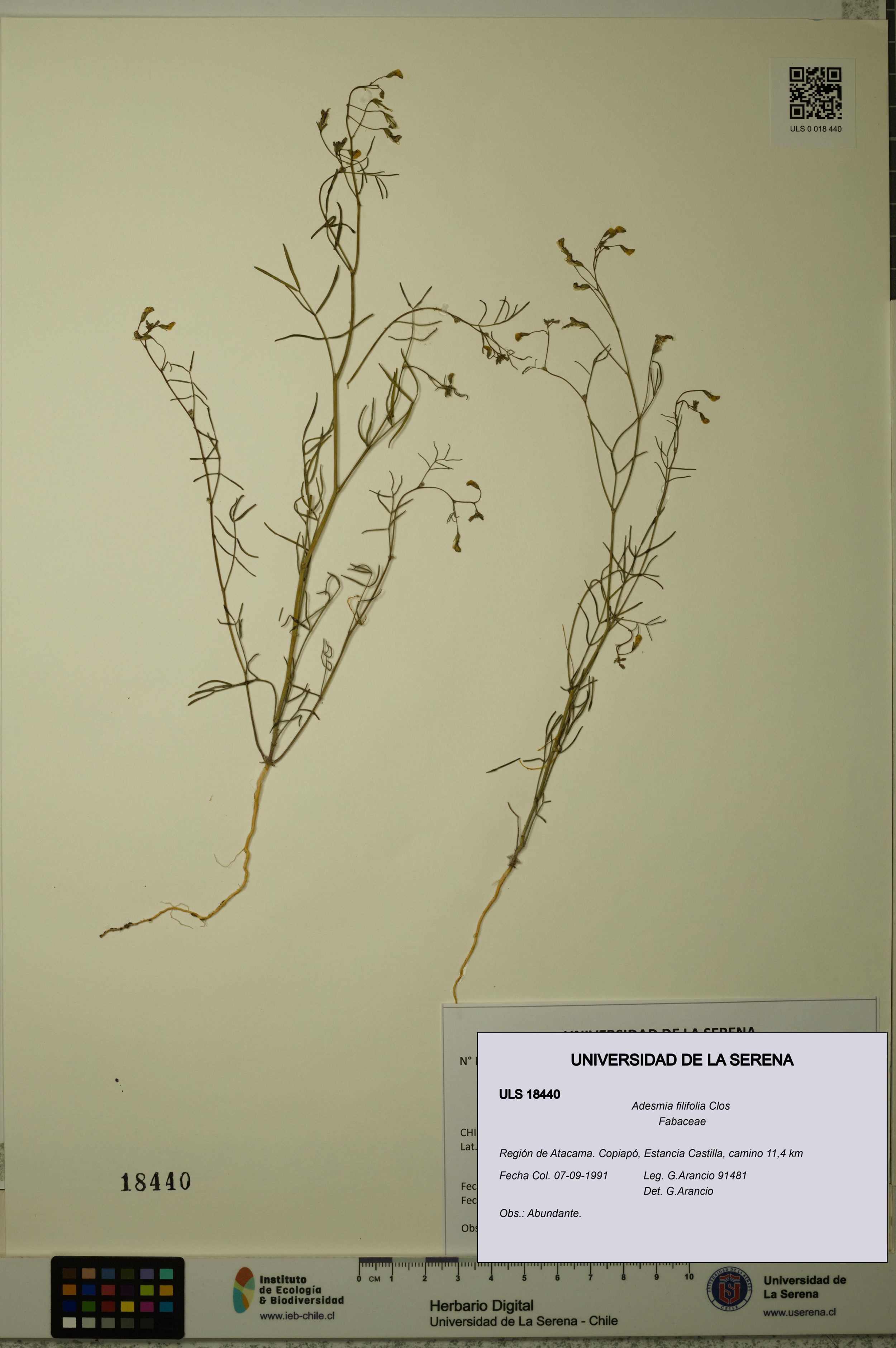 Adesmia filifolia [Espécimen: ]
