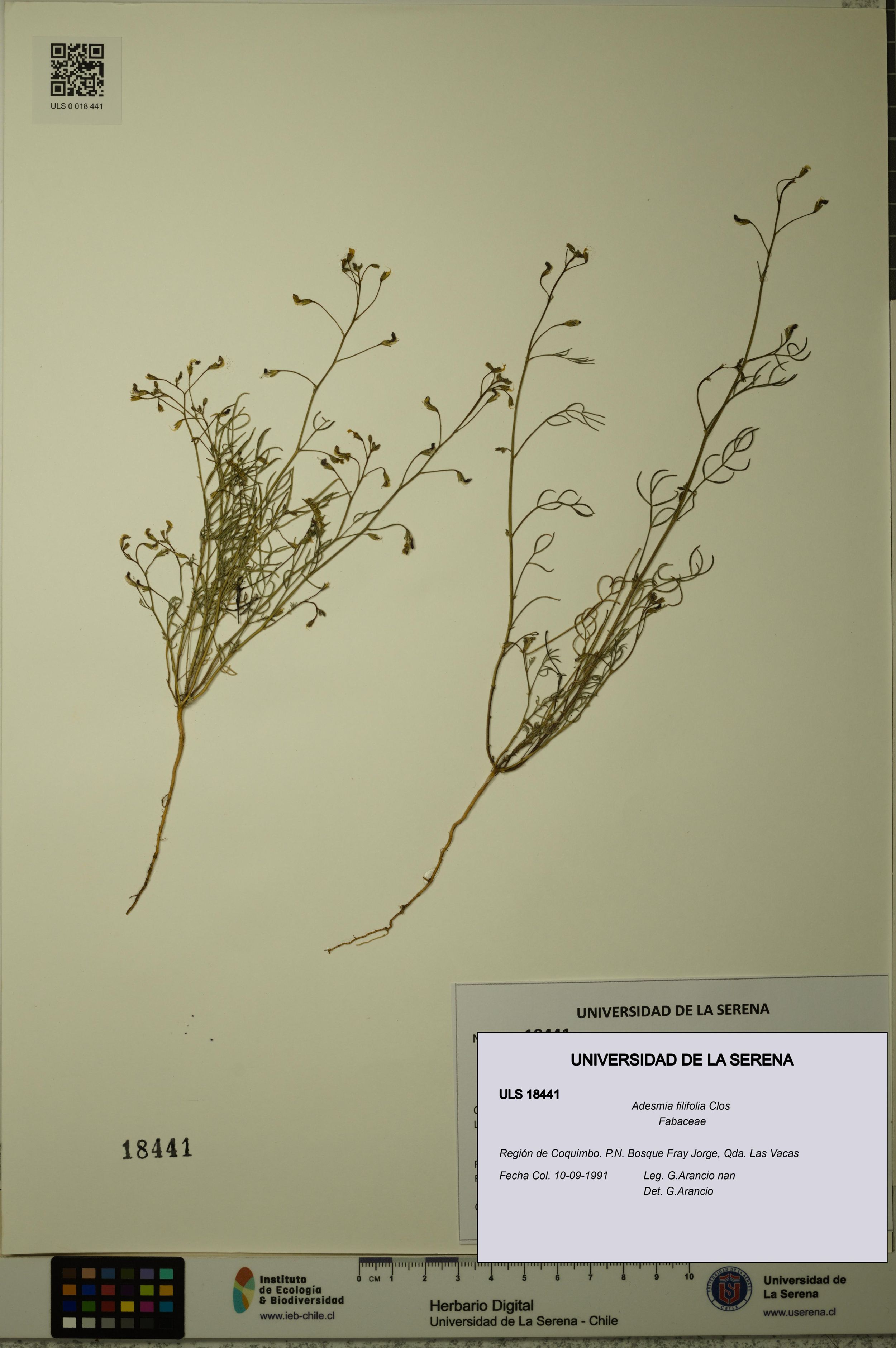 Adesmia filifolia [Espécimen: ]