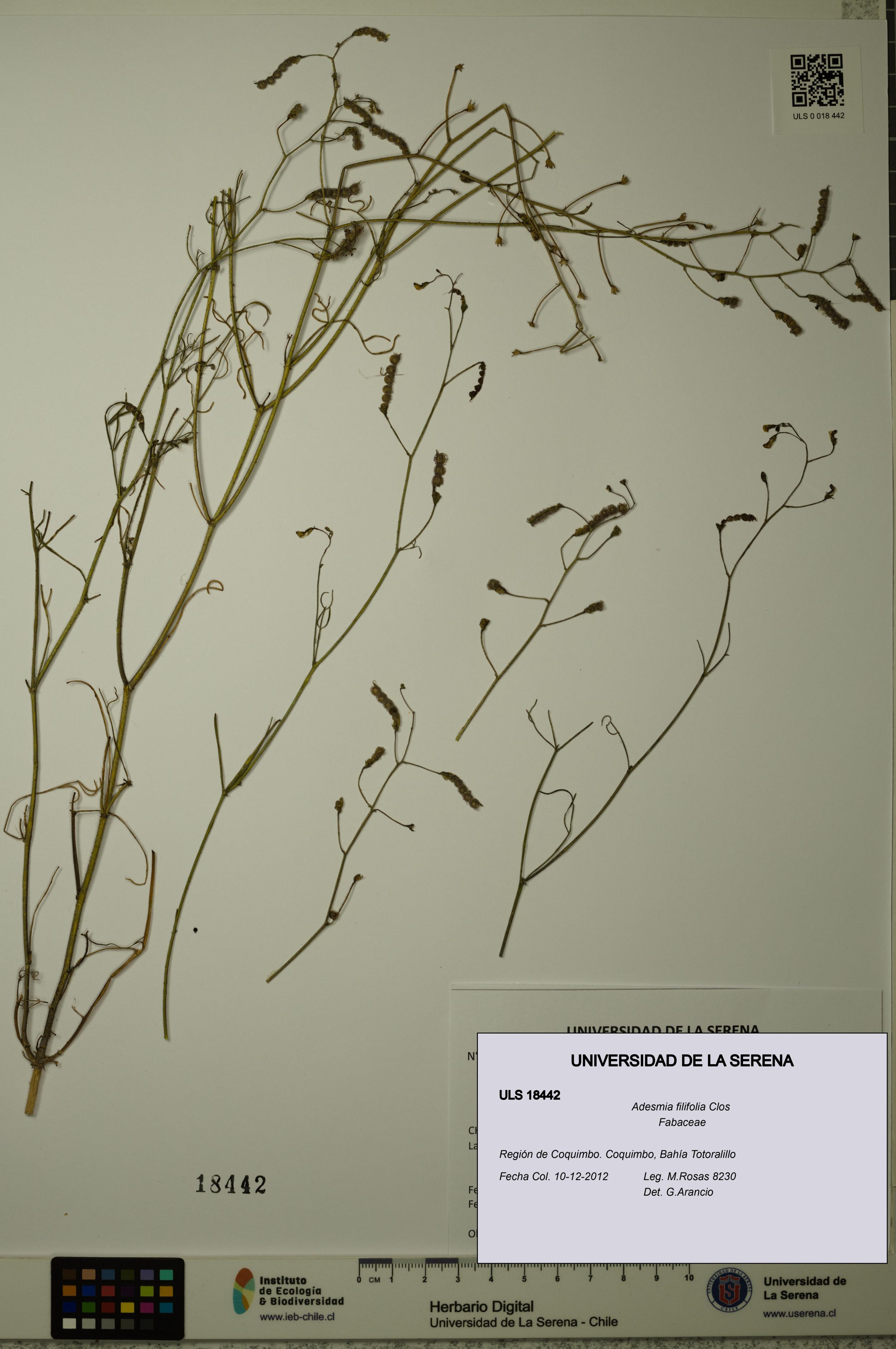 Adesmia filifolia [Espécimen: ]
