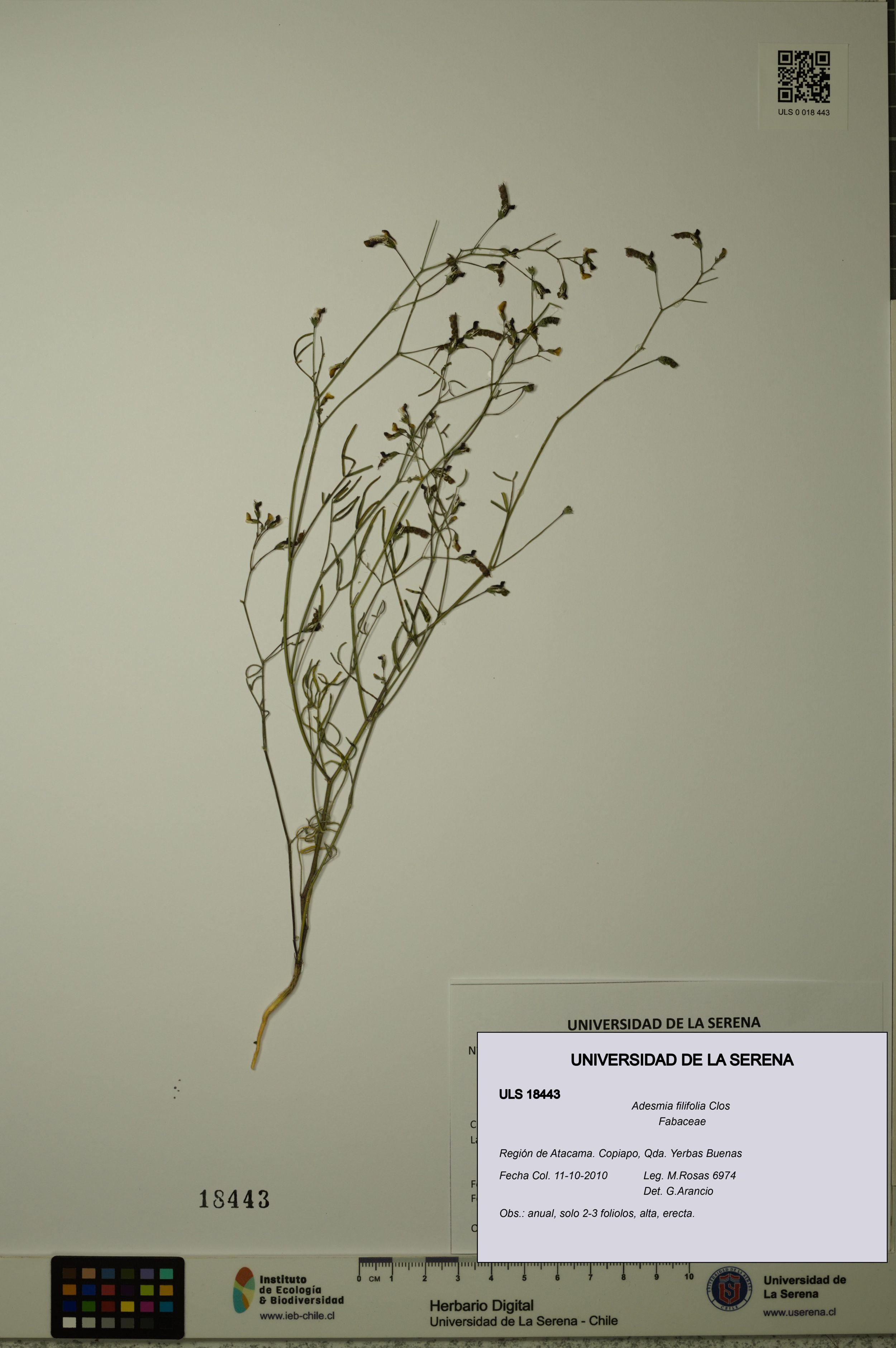 Adesmia filifolia [Espécimen: ]