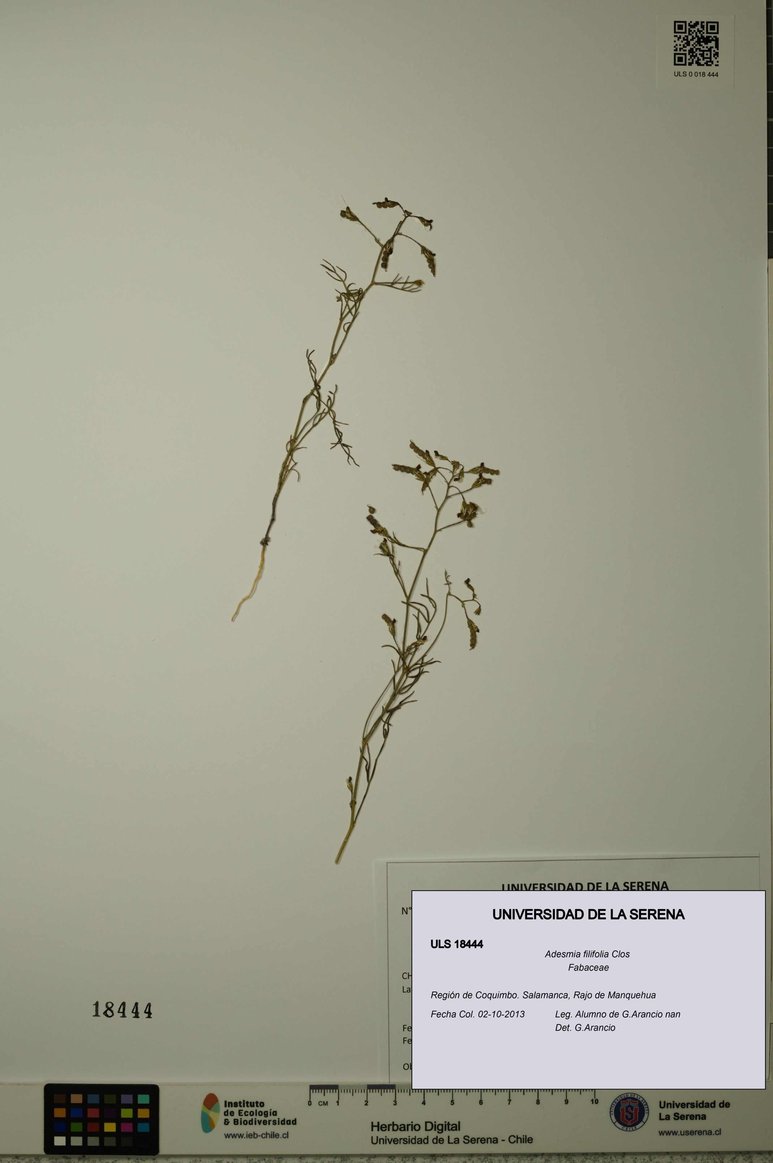 Adesmia filifolia [Espécimen: ]