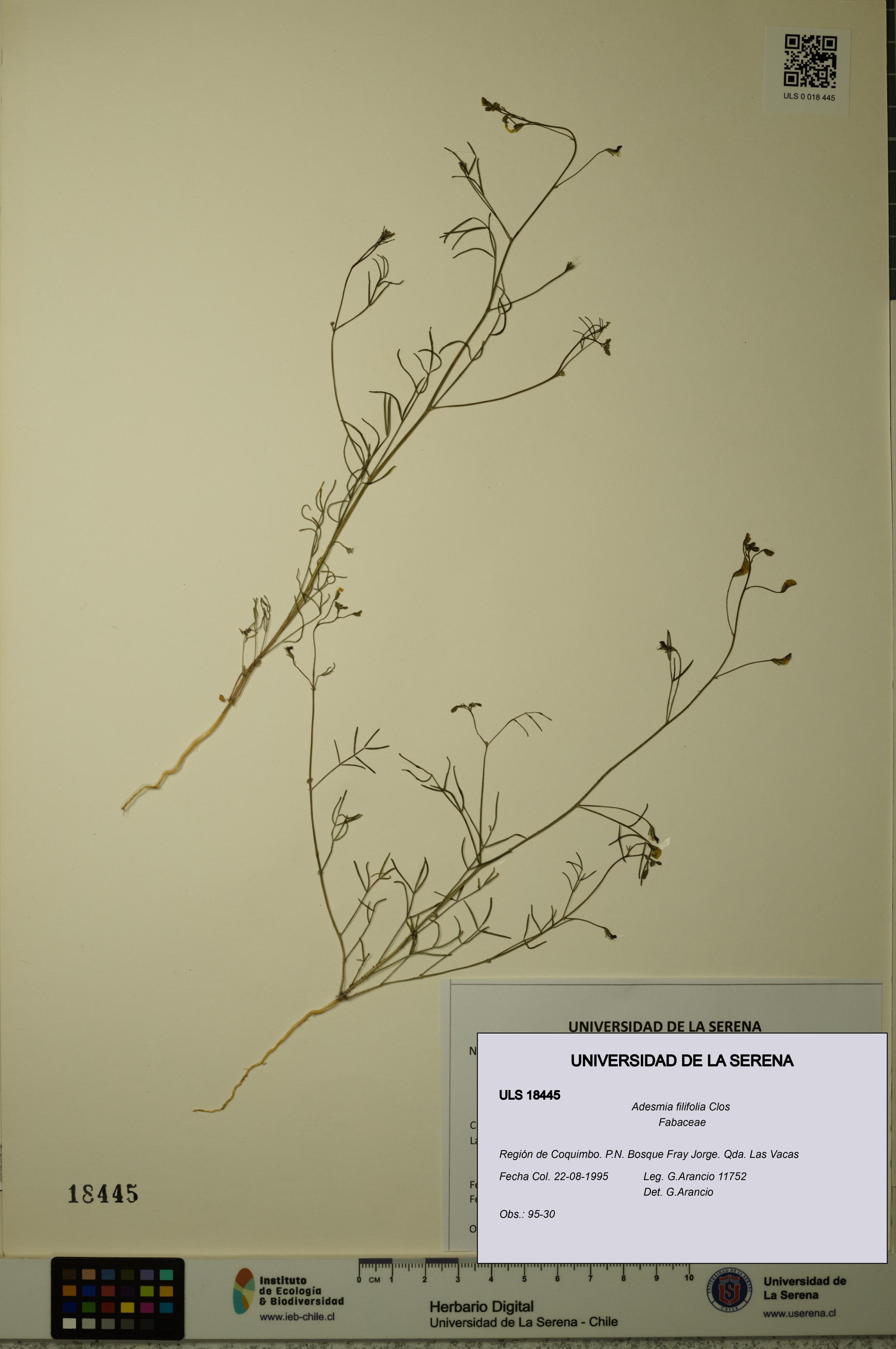 Adesmia filifolia [Espécimen: ]