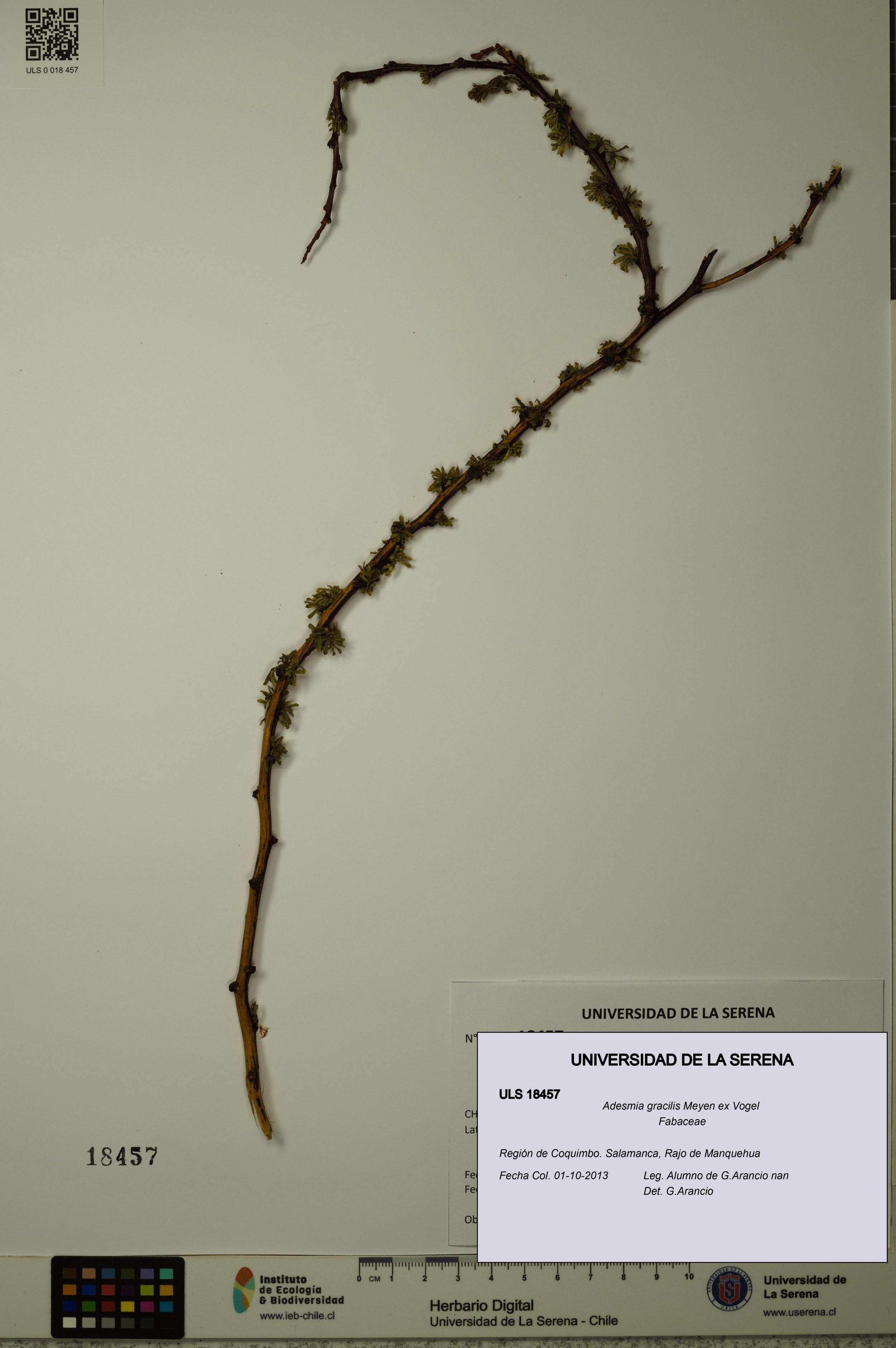 Adesmia gracilis [Espécimen: ]